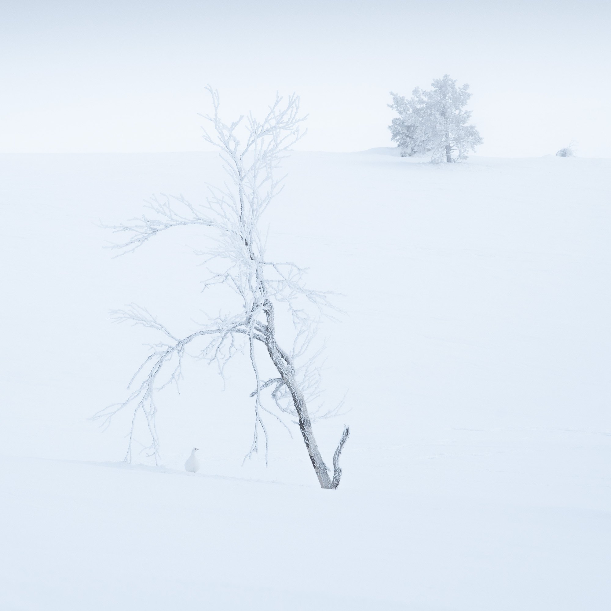 Ptarmigan-in-a-white-darkness.jpg