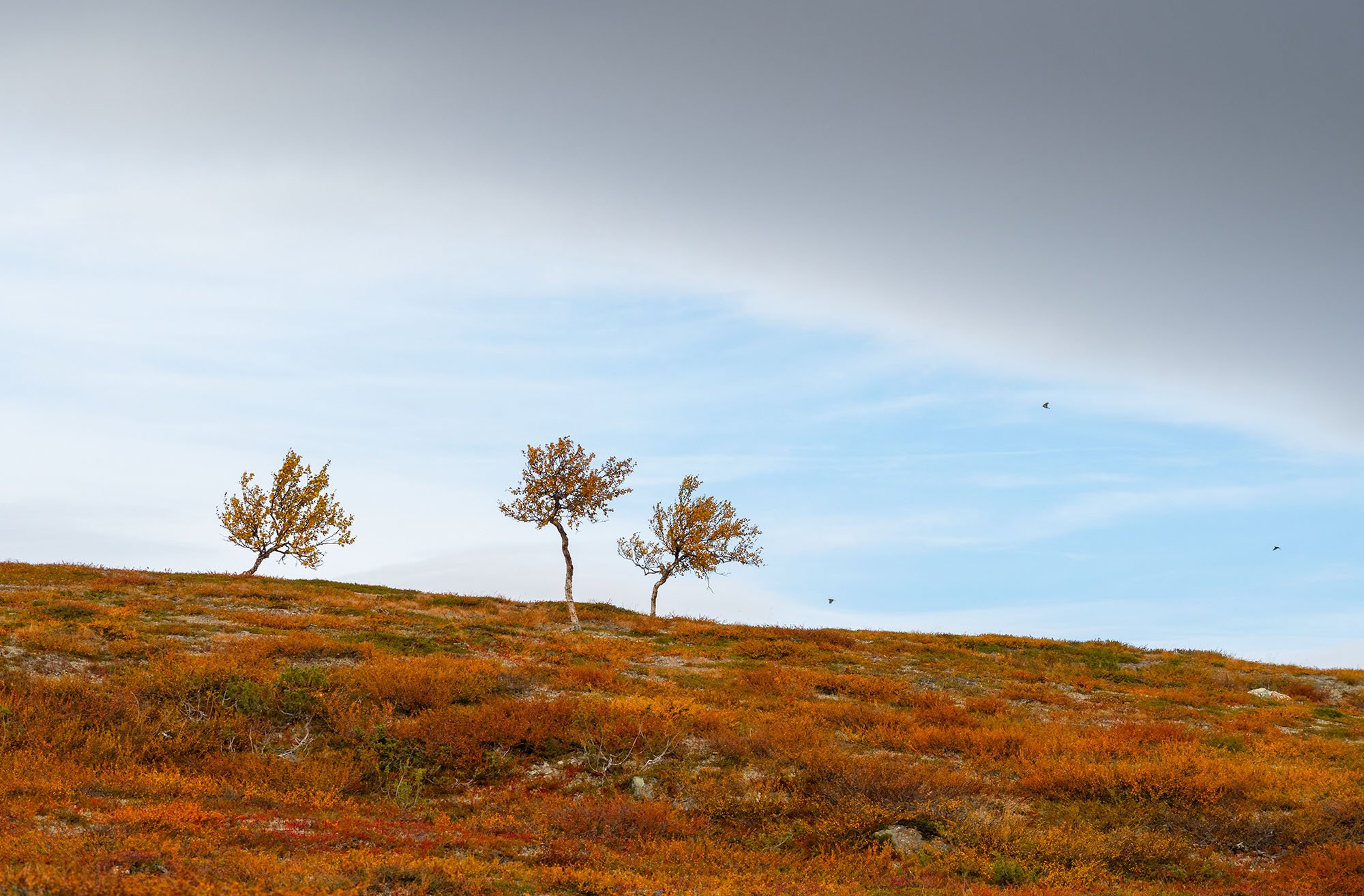 Flight_into-stillness_Lapland_Kevo.jpg