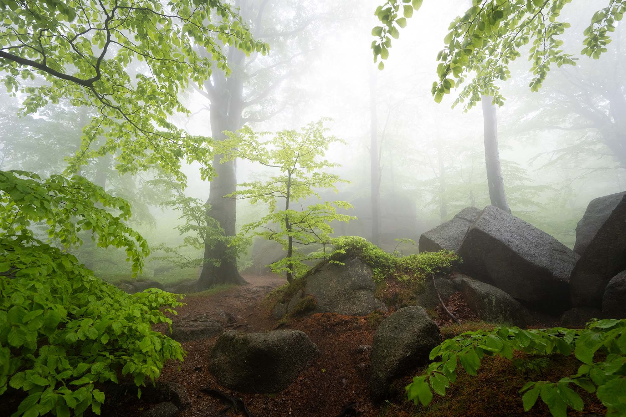 A misty forest scene with green leafy trees, large rocks, and a dirt trail.