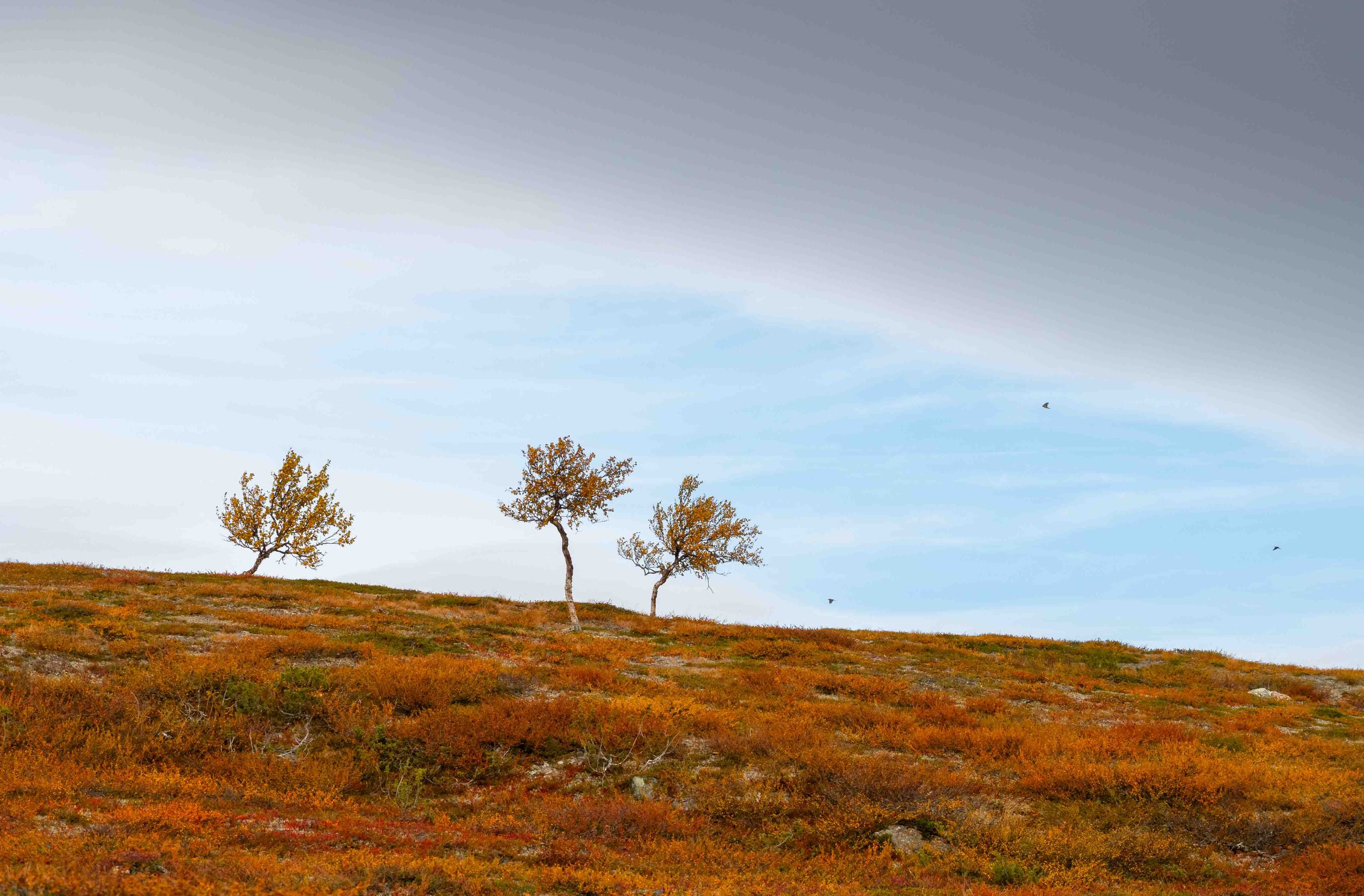 Autumn landscape with three orange-leaved trees on a grassy hill under a blue sky with wispy clouds and birds flying.