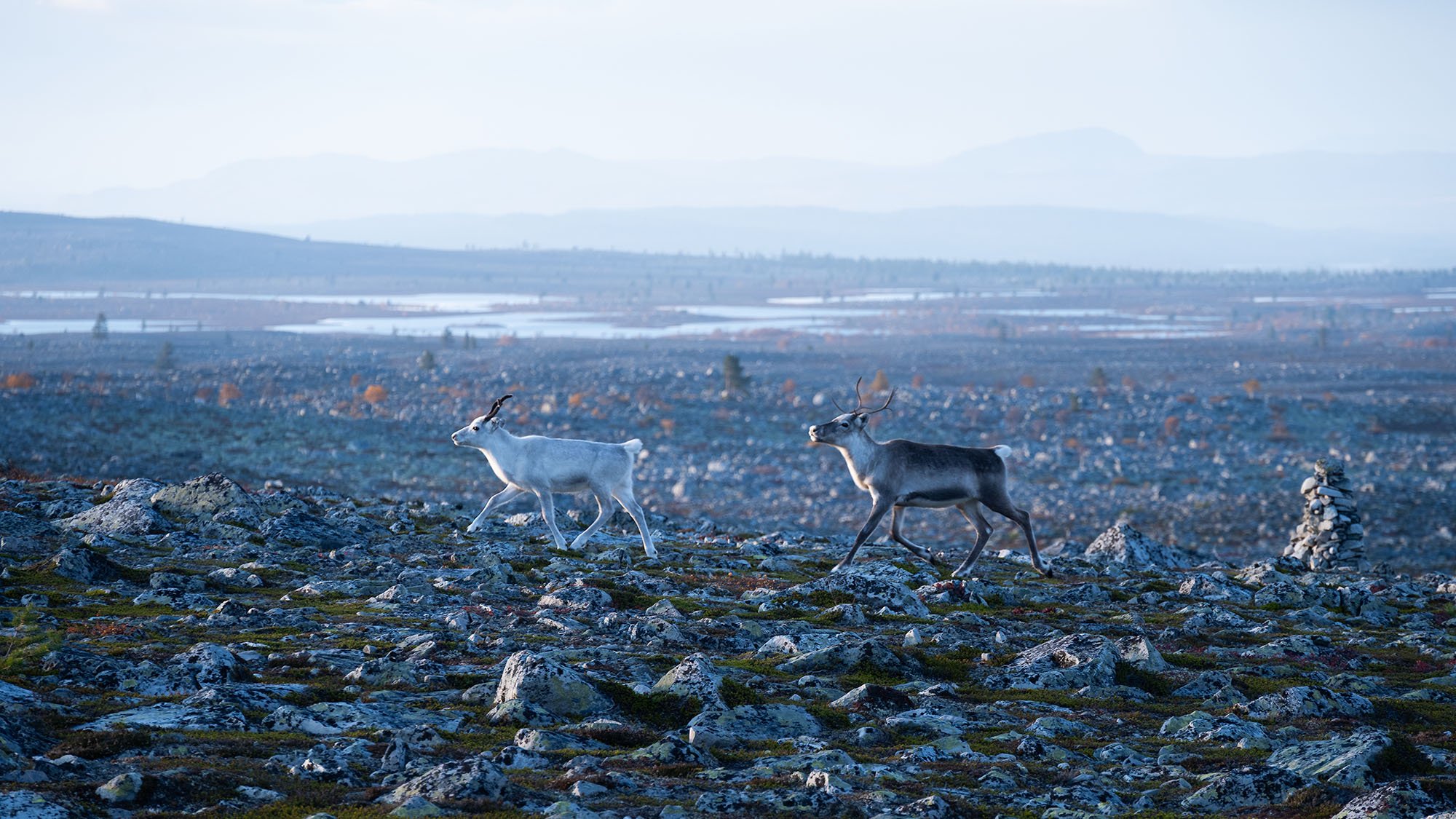 Two reindeer running over rocky terrain in a cold, open landscape with distant mountains and patches of water in the background.