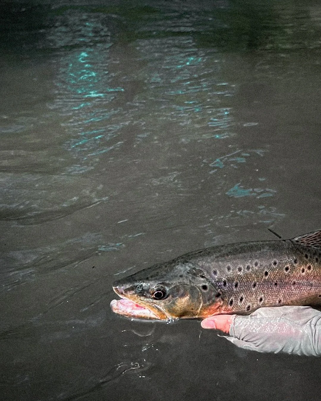 Otra más del club de la pelea…Pesca con devolución….🙌🏻 
Another one from the fight club ….catch and release…🙌🏻
#nrsfishing #flyfishing #puyehueflyfishing #browntrout #risingnets #pescaconmoscachile #pes
