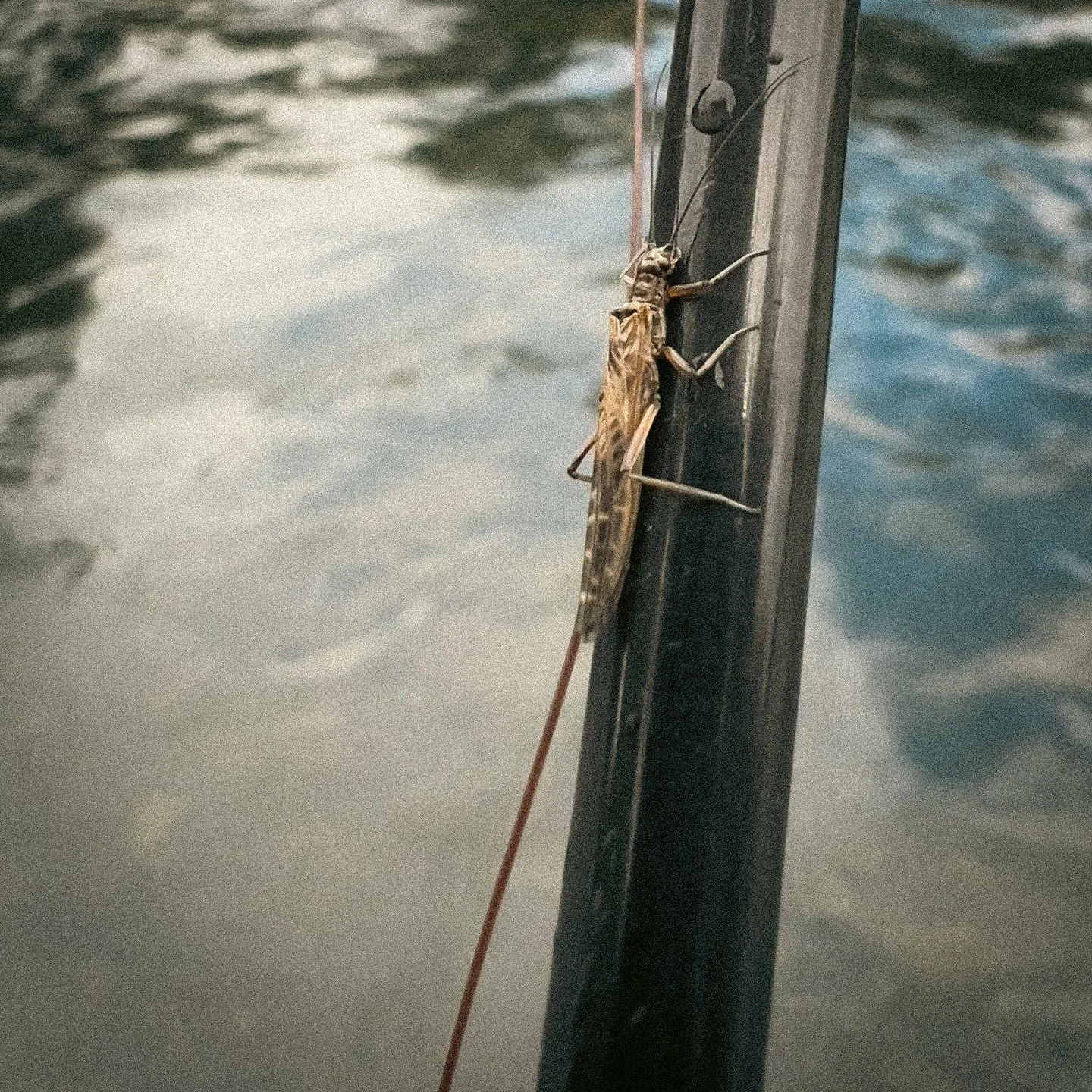 Días fríos de inicio de temporada. Hace unos años comencé con el sistema monorig popularizado por @troutbitten para finalmente derivar en una fórmula simplificada de éste, más bien una adaptació