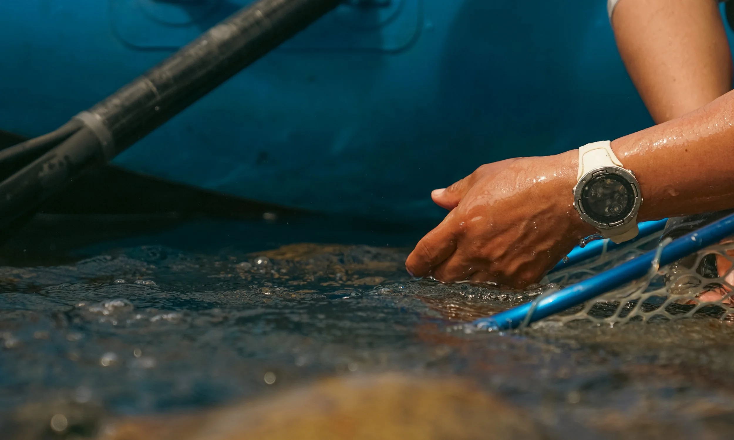 Liberación de una trucha, pesca con devolución y pesca con mosca Chile.