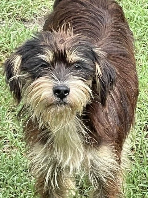 Andy — Solutions for Animals, Inc.