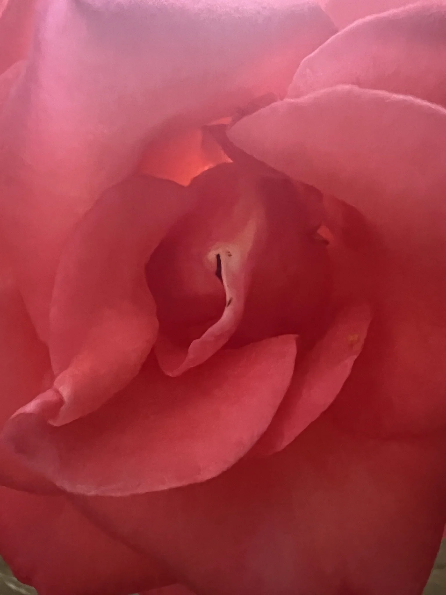 Welcome to The Rose Journal