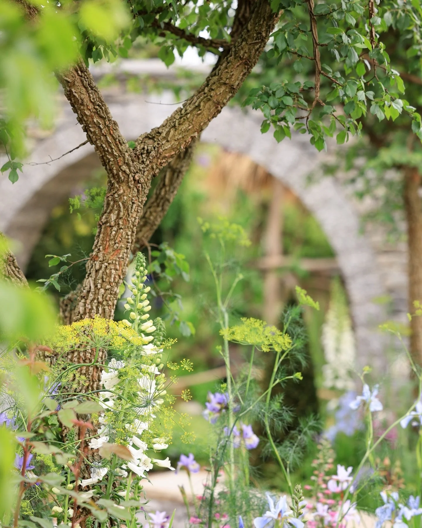 I love this photo of our Chelsea Bridgerton Garden. The formal geometric design softened by feminine curves and whimsy, romantic planting π±