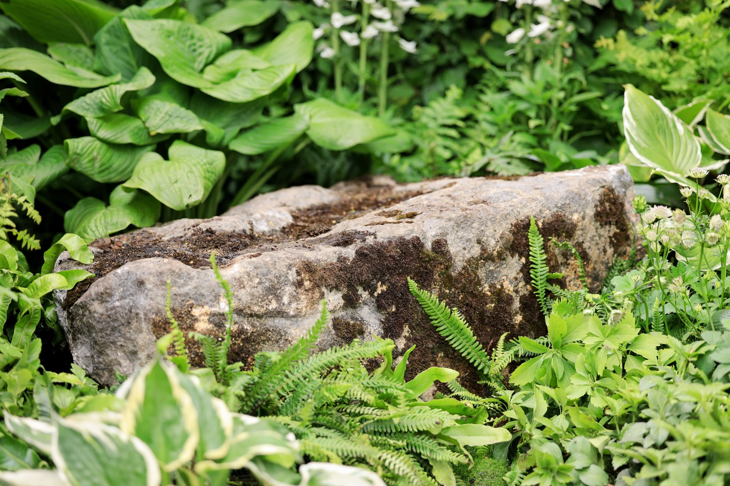 A moss covered boulder sourced form the Lake District sat amongst a shade loving tapestry of plants, offering occasional seating in the private corner of the garden.