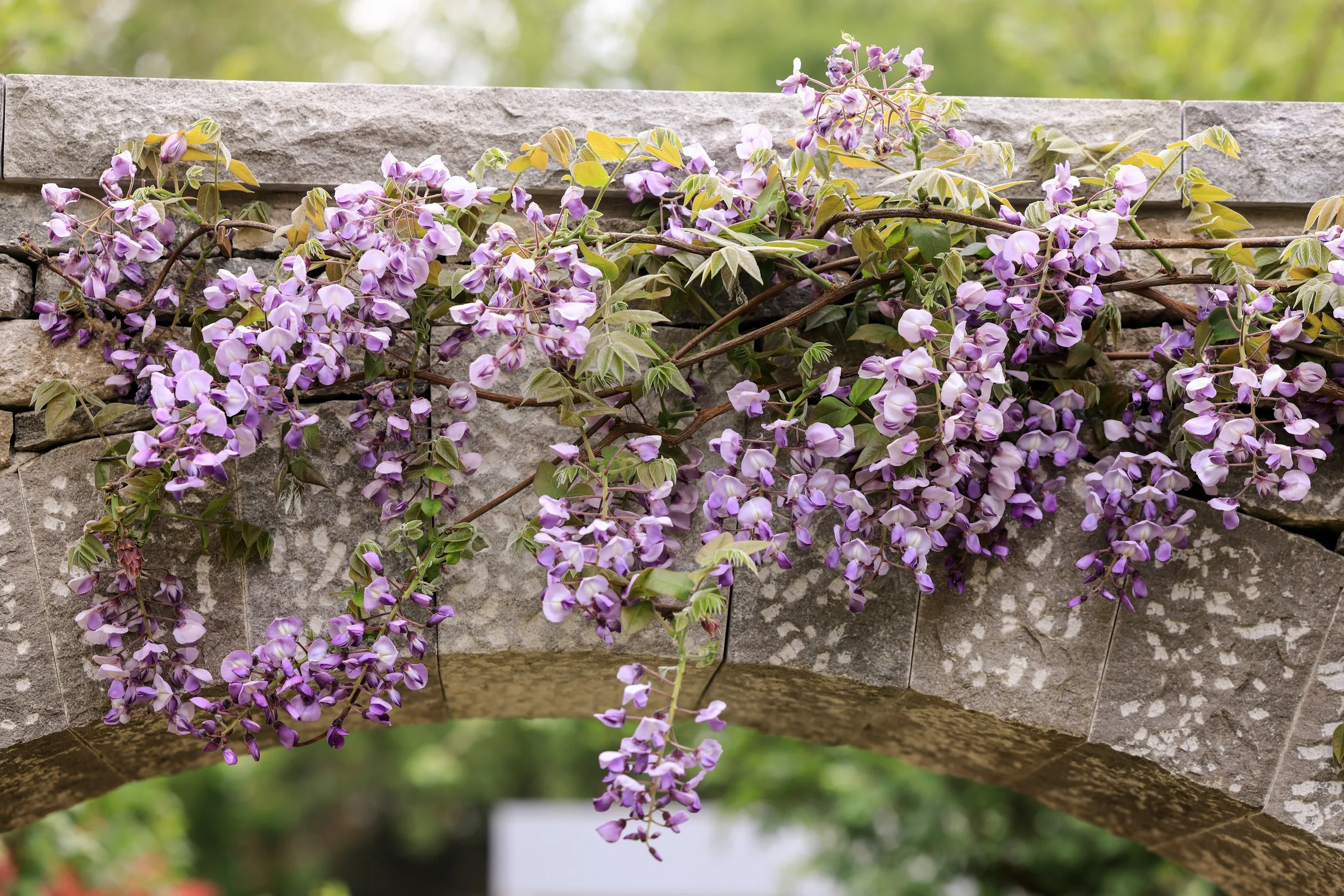 Wisteria climbing up and over the drystone Moongate.