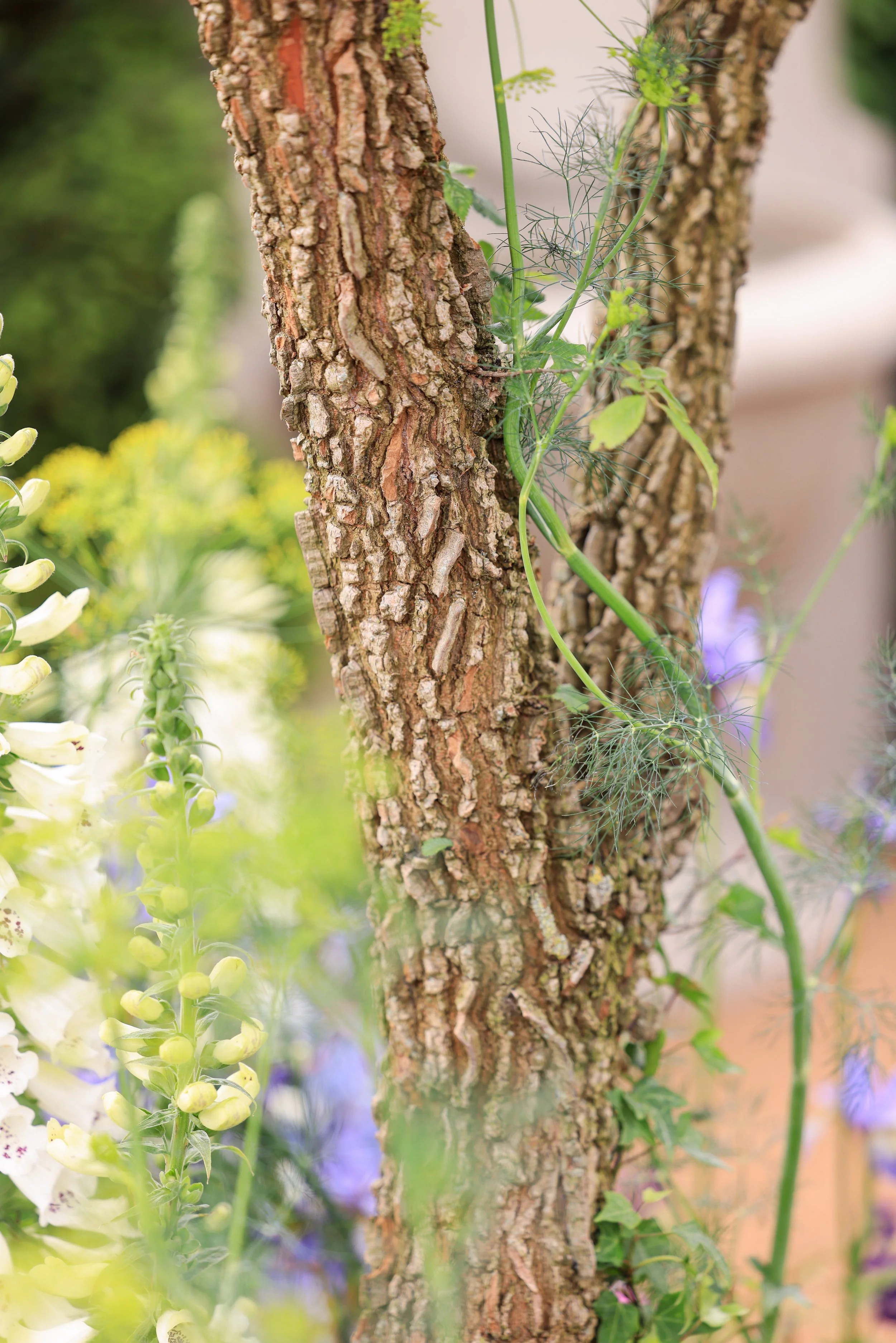 The corky bark of Ulmus minor 'Suberosa'