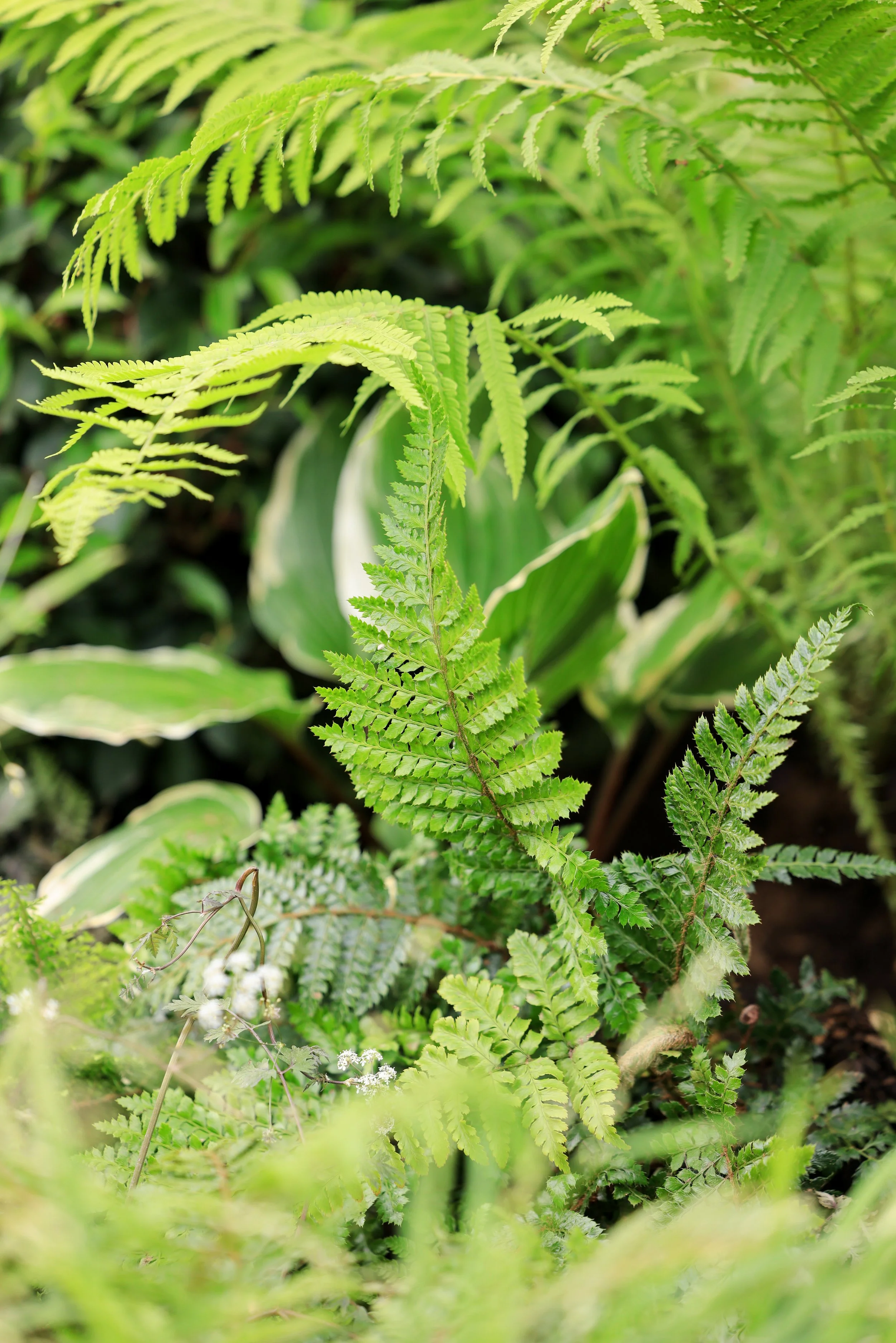 Shade loving perennials wove a textural tapestry along one side of the garden.