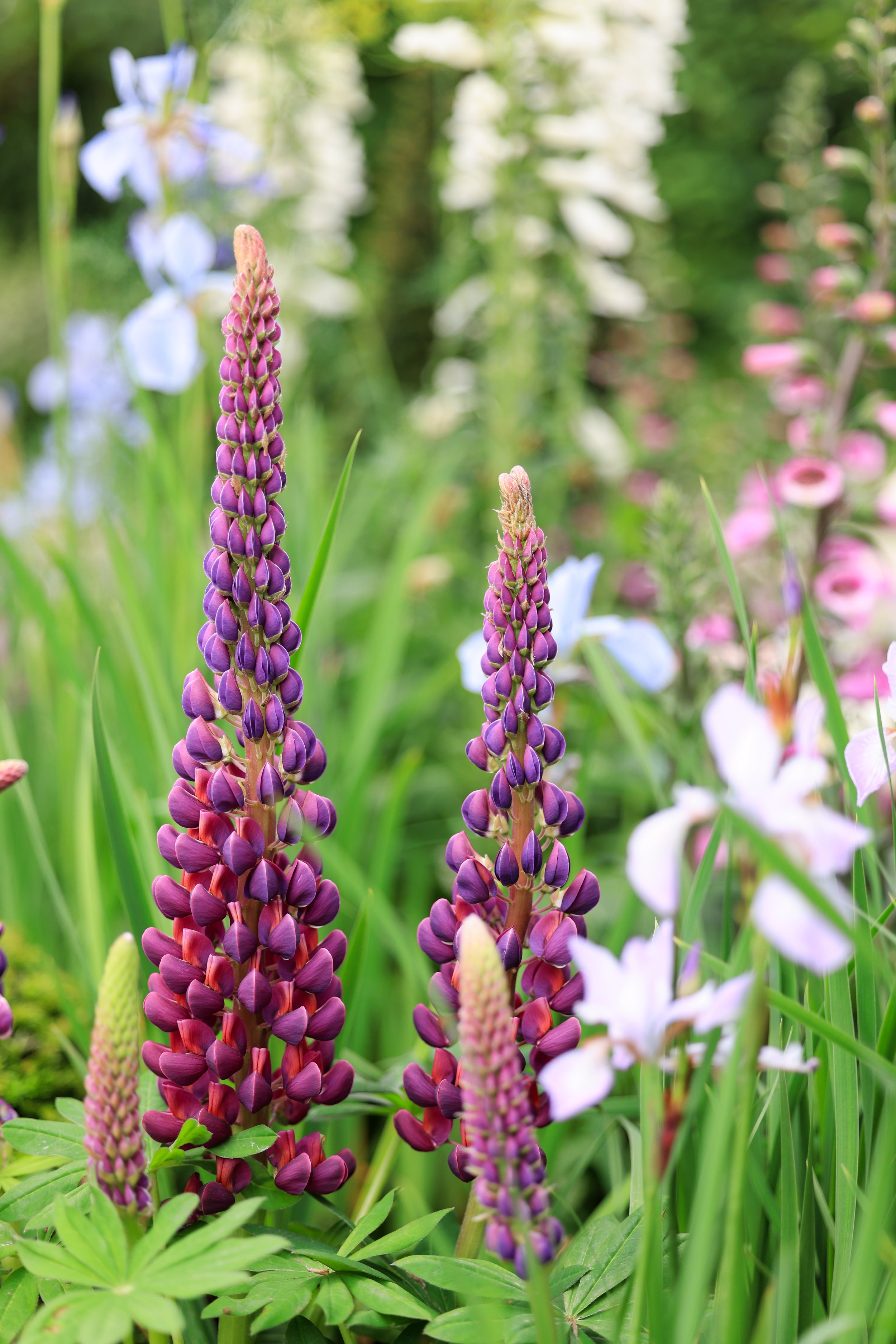 Lupin 'Masterpiece' in the Bridgerton Garden.