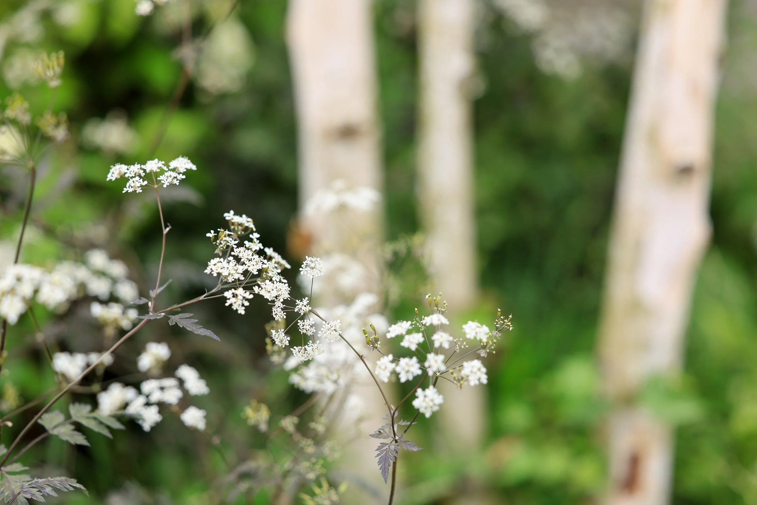 Anthriscus sylvestris in the front of the garden was used to create a whimsical, country feeling at the moongate entrance