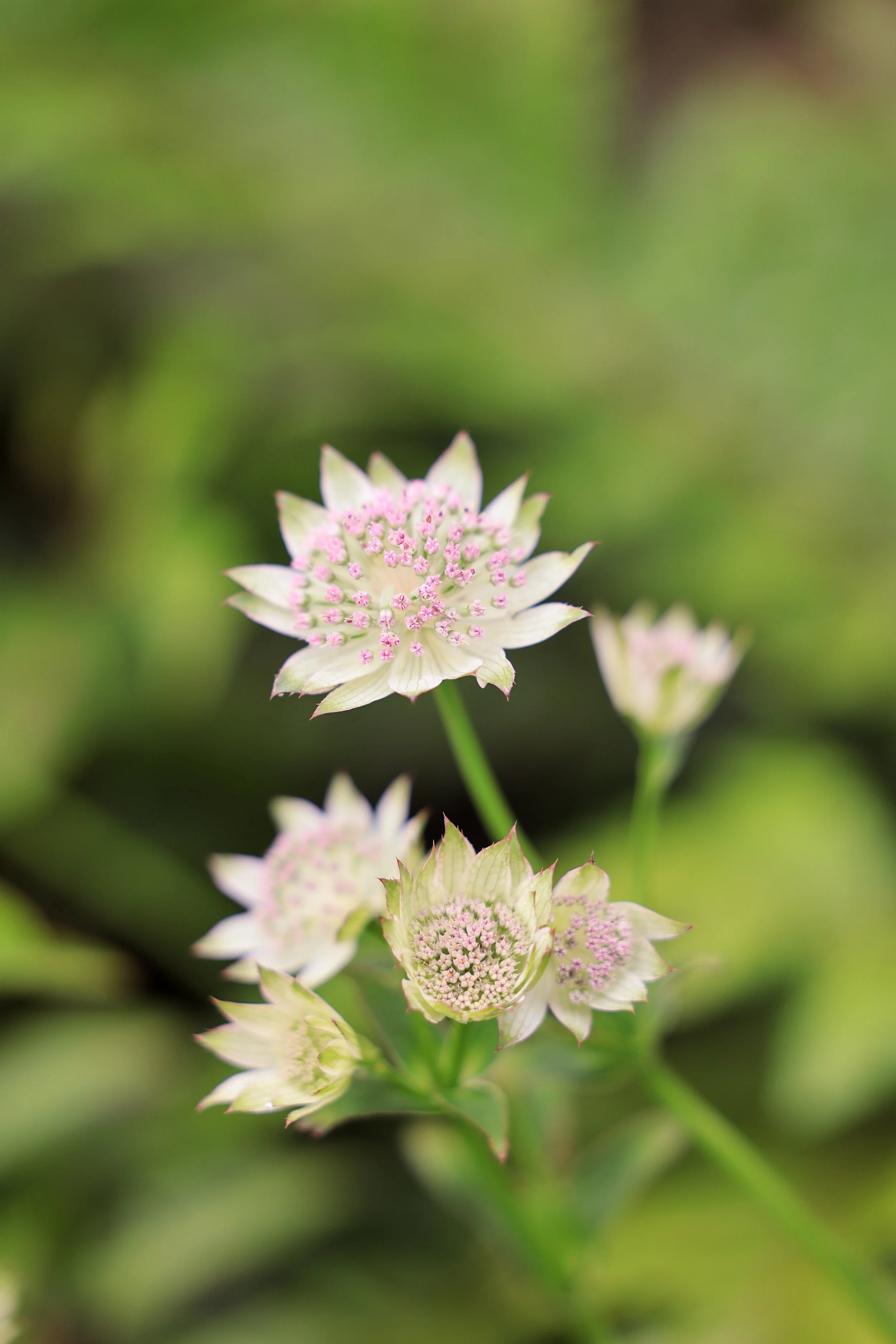 Astrantia 'Buckland' in the Bridgerton Garden.
