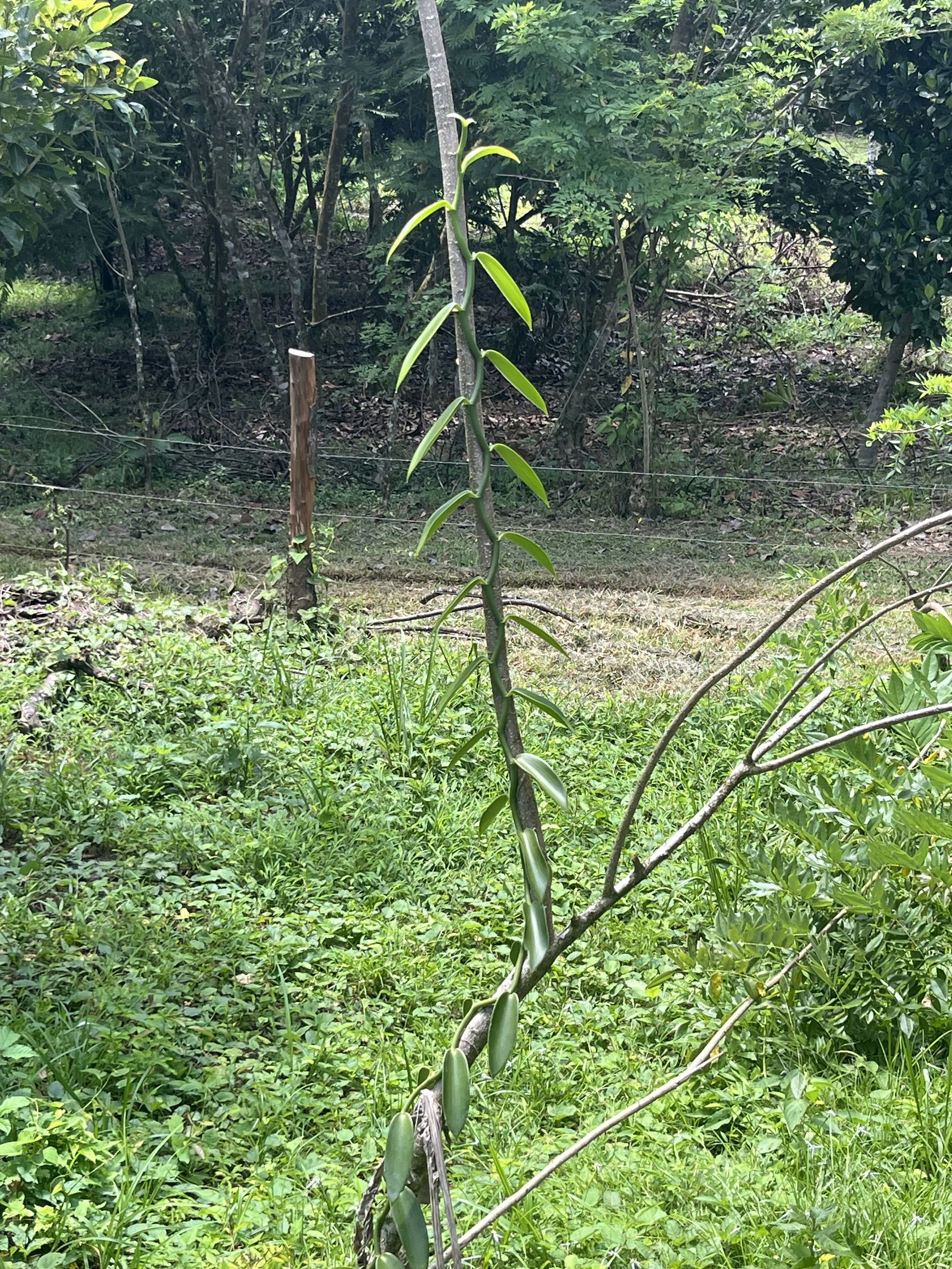 IMG_3596.jpeg