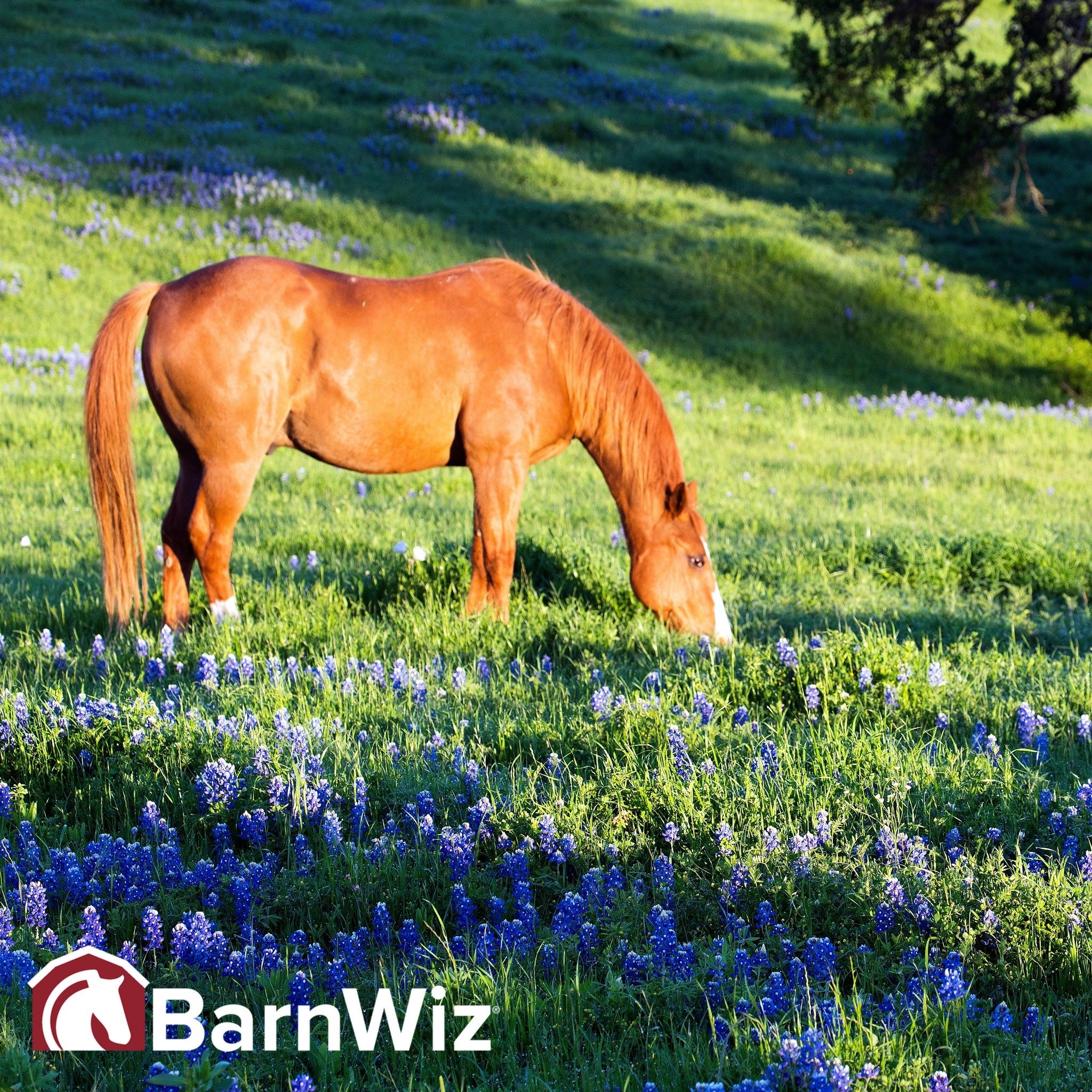 April showers bring May flowers...and mud, skin problems, and loose horseshoes! Read our horse care tips for easing the transition from winter to spring:

https://www.barnwizapp.com/blog/spring-horse-care-five-tips-to-ease-the-seasonal-transition