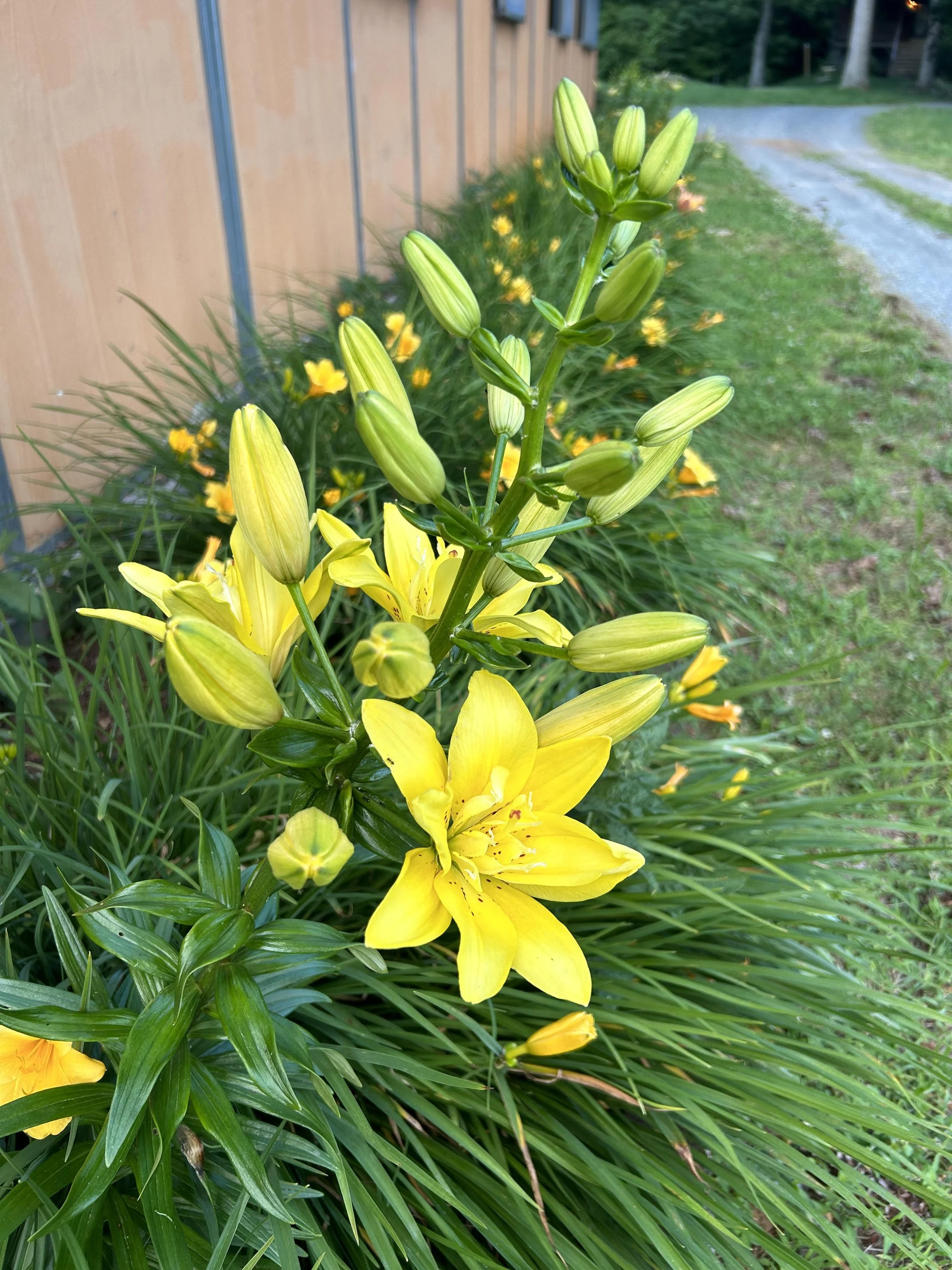 Lilly Yellow.jpg