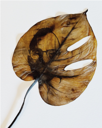 Fellows Group Project: Making Bio-Imagery Pop and Groove