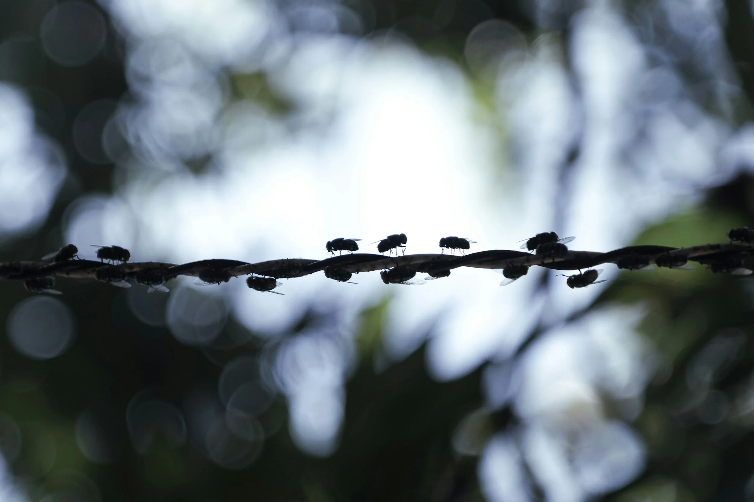 Publication Alert: Insect Welfare for BSF, House Flies, and Yellow Mealworms Reviewed