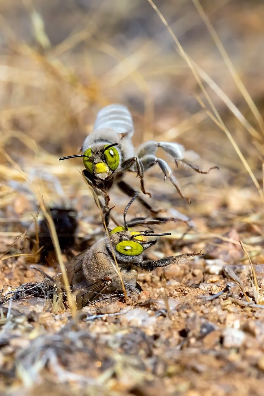 Publication Alert: Relatively Bigger Eyes, But Worse Sight? The Paradox of Visual Investment in Centris pallida Males