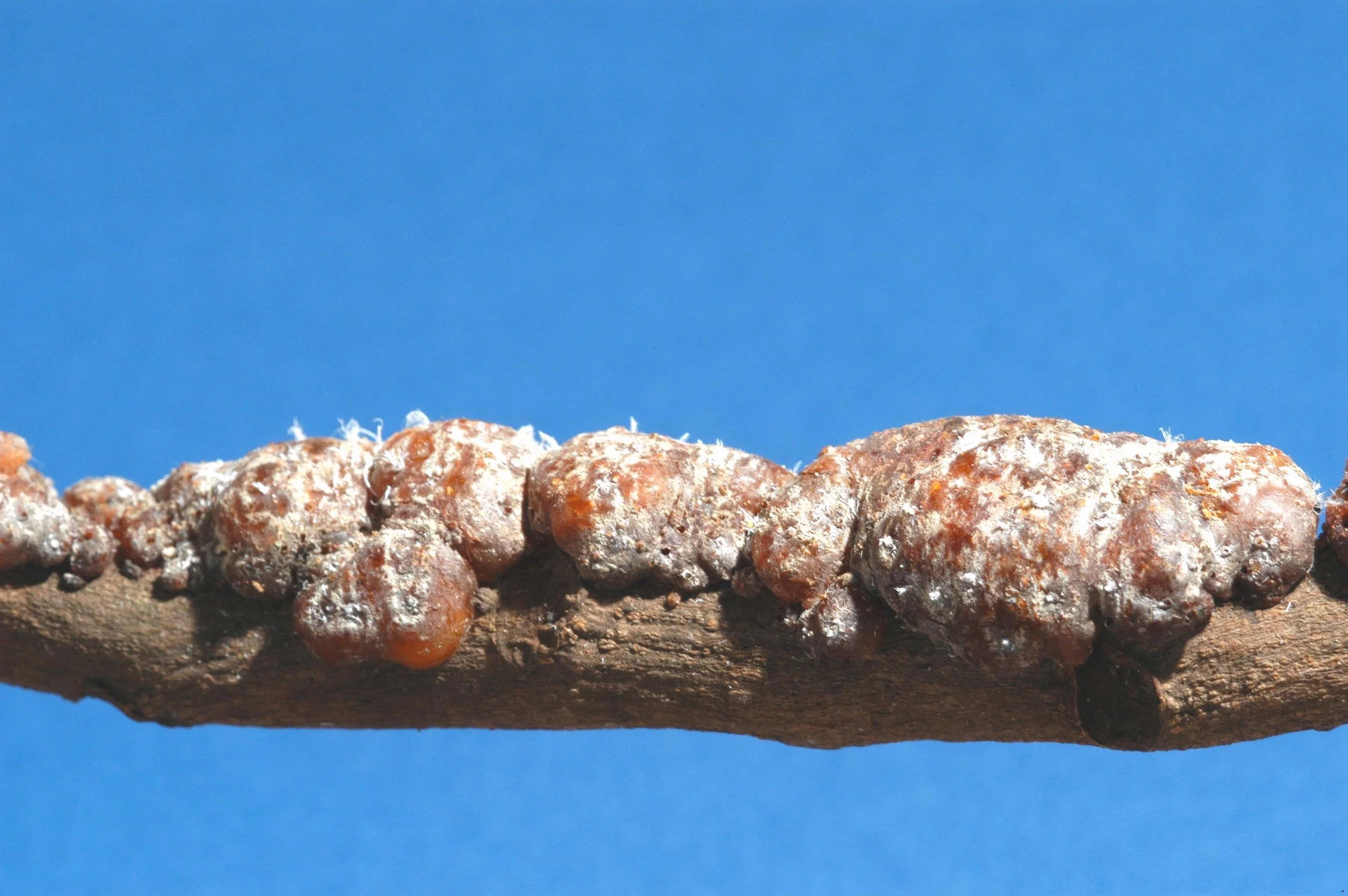 Research Report: A genetic basis for potential nociception in lac bugs