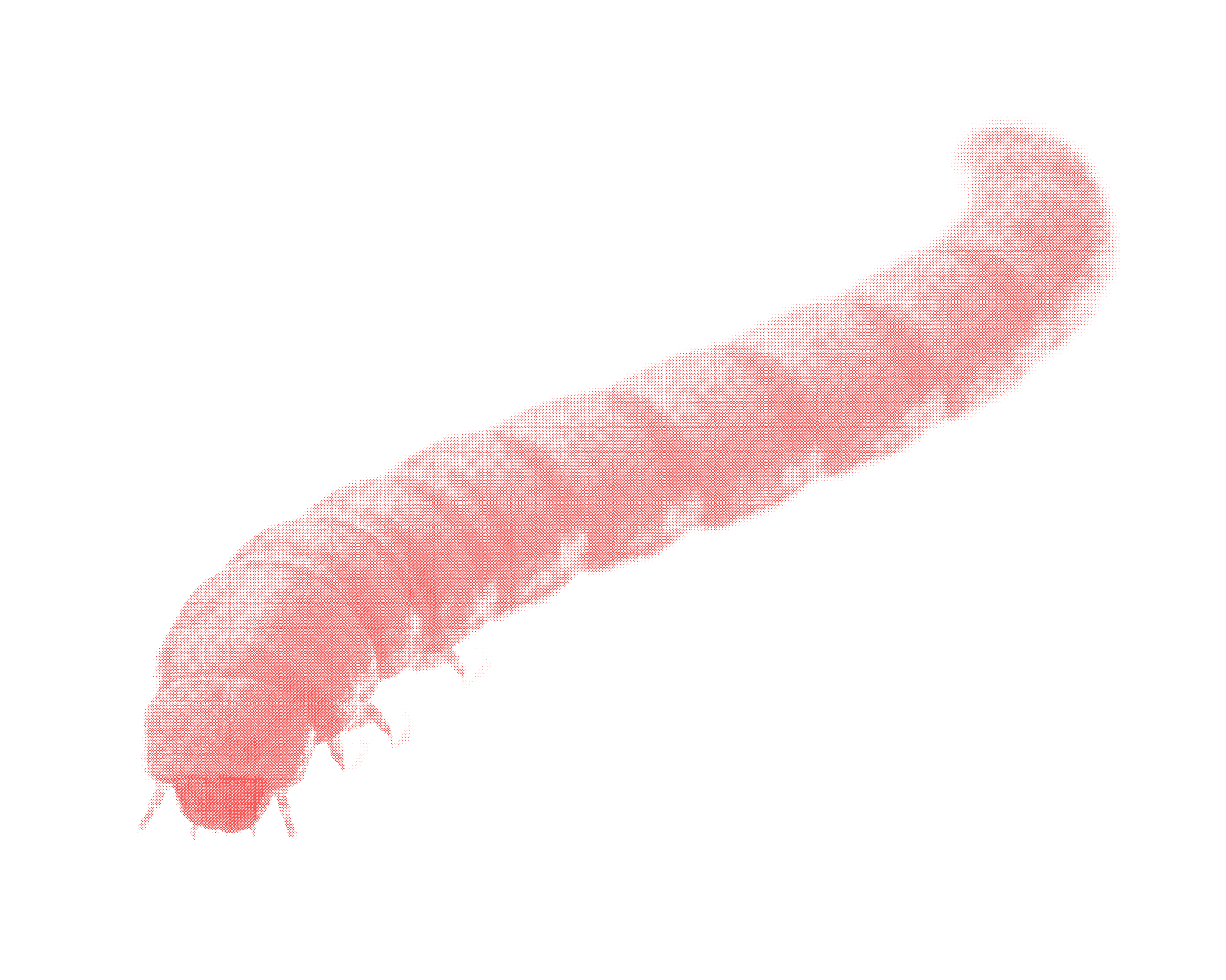 Publication Alert: More Protein Improves Survival, Growth, and Fecundity and Reduces Cannibalism in Yellow Mealworms