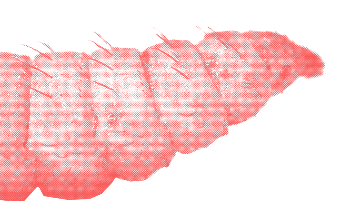 Publication Alert: Chronic Prepupal Handling and Pupation Substrate Affect Adult BSF Development