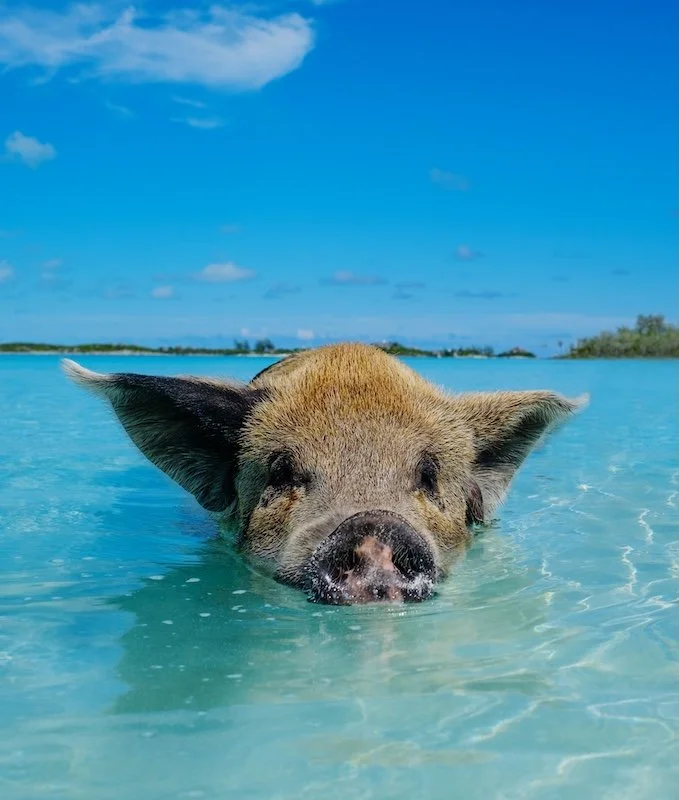 wild-swiming-pig-on-big-majors-cay-in-the-bahamas-2024-10-14-19-36-41-utc.jpg