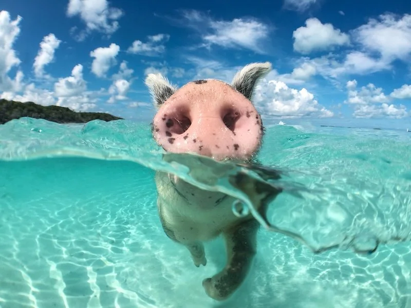 wild-swiming-pig-on-big-majors-cay-in-the-bahamas-2024-10-18-05-48-35-utc.jpg