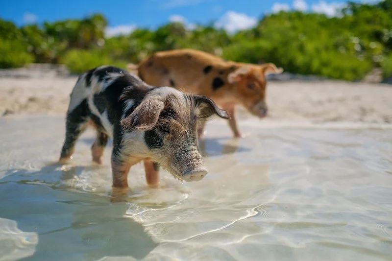 wild-swimming-piglets-on-big-majors-cay-in-the-ba-2024-10-18-06-30-39-utc.jpg