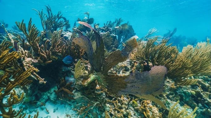 underwater-photo-of-fan-coral-and-fish-in-the-reef-2025-02-22-16-51-59-utc.JPG