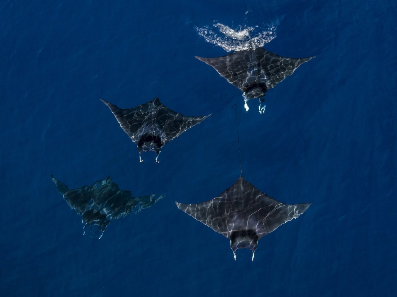 mobula-rays-seen-from-the-air-swimming-nopapu-va-2025-04-03-16-07-03-utc.jpg