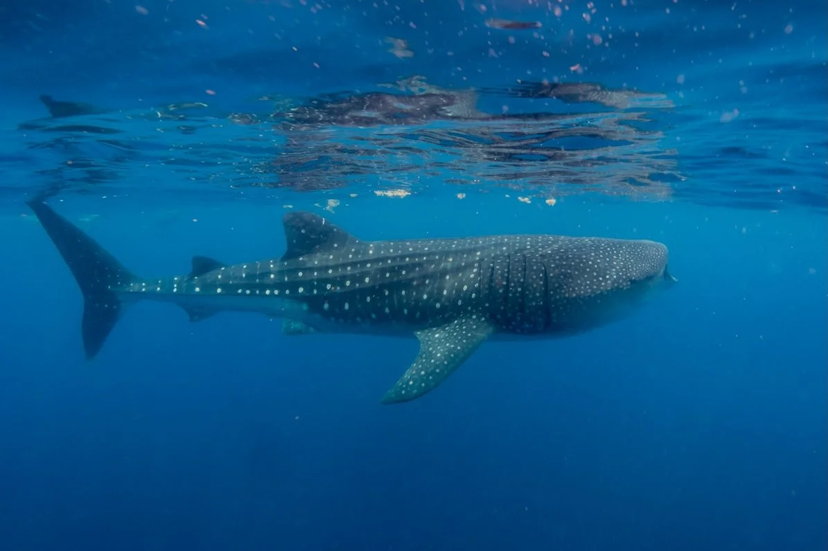 snorkeling-with-whale-shark-in-summer-seasson-in-i-2025-02-22-14-45-28-utc.JPG