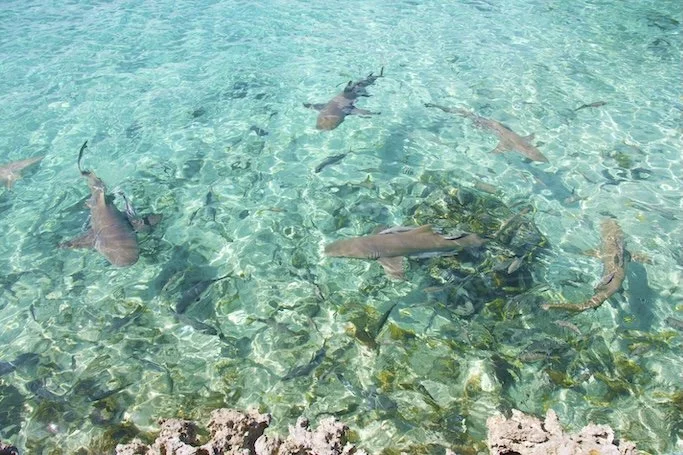 nurse sharks swimming in the bahamas
