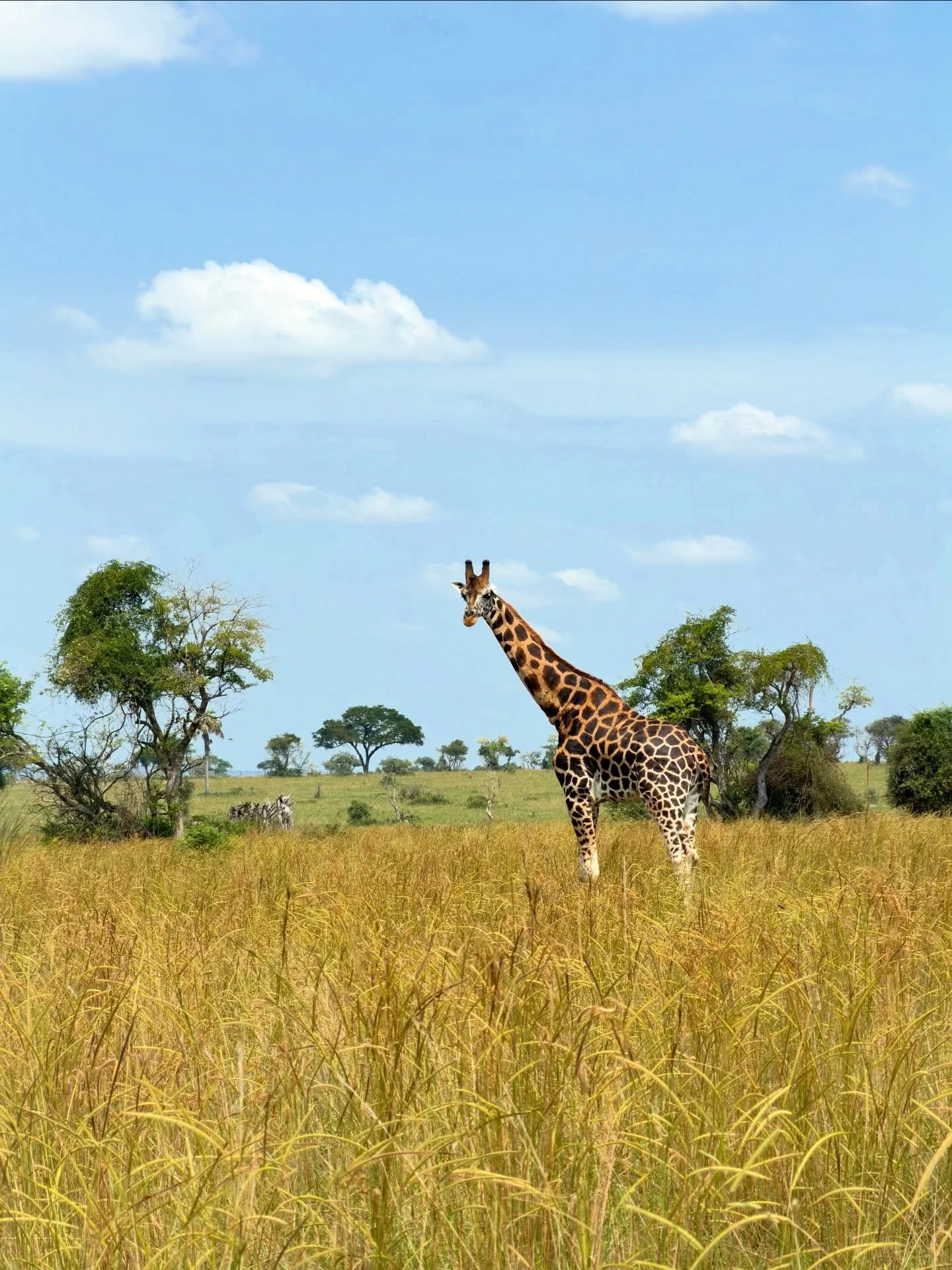 Uganda Part II

Day 3-4 brought us a game drive followed by part two of our river safari along the White Nile, cruising north to the base of Murchison Falls (fun fact: Ernest Hemingway was aboard a plane that crashed near the falls in 1954). Wildlife