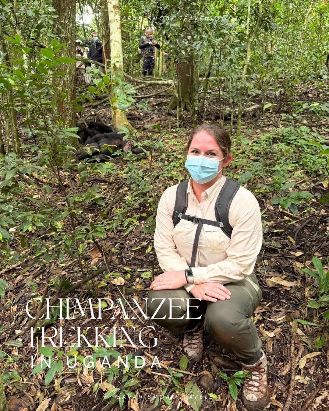 Uganda Part III

Day 5 - an experience so special, it deserves a standalone post: chimpanzee trekking in Kibale National Forest!

While gorillas are the main highlight that most visitors travel to Uganda for, their primate cousins to the north are no