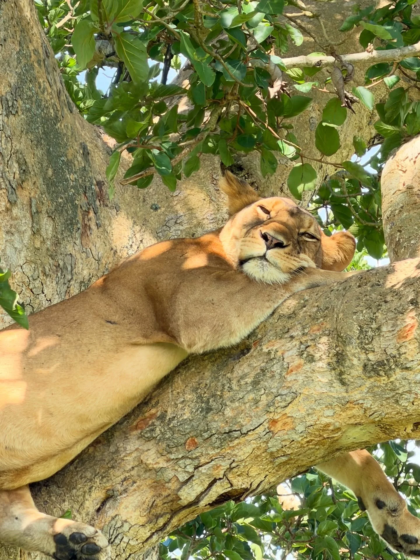 Uganda Part IV 🇺🇬

Day 5-7 - River Station Lodge, Tree Lions at Inshasha Sector, and onwards to Bwindi Impenetrable Forest!

Following the chimp trek, we spent the night at a personal favorite of mine &mdash; the River Station @wildplaces.africa! T
