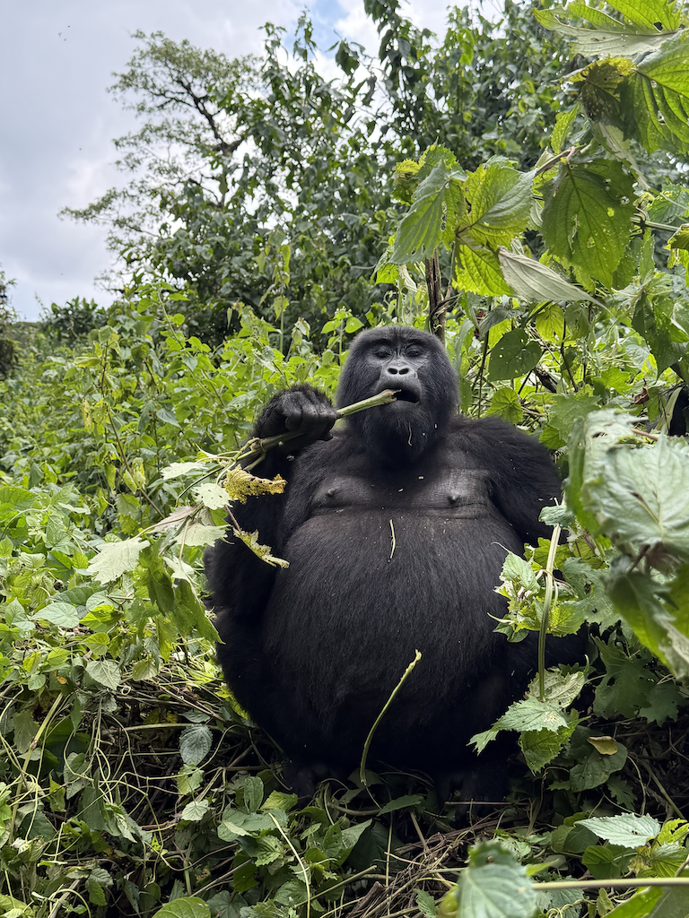 Mother gorilla eats a fresh bunch of leaves in Uganda, photographed on a luxury safari.
