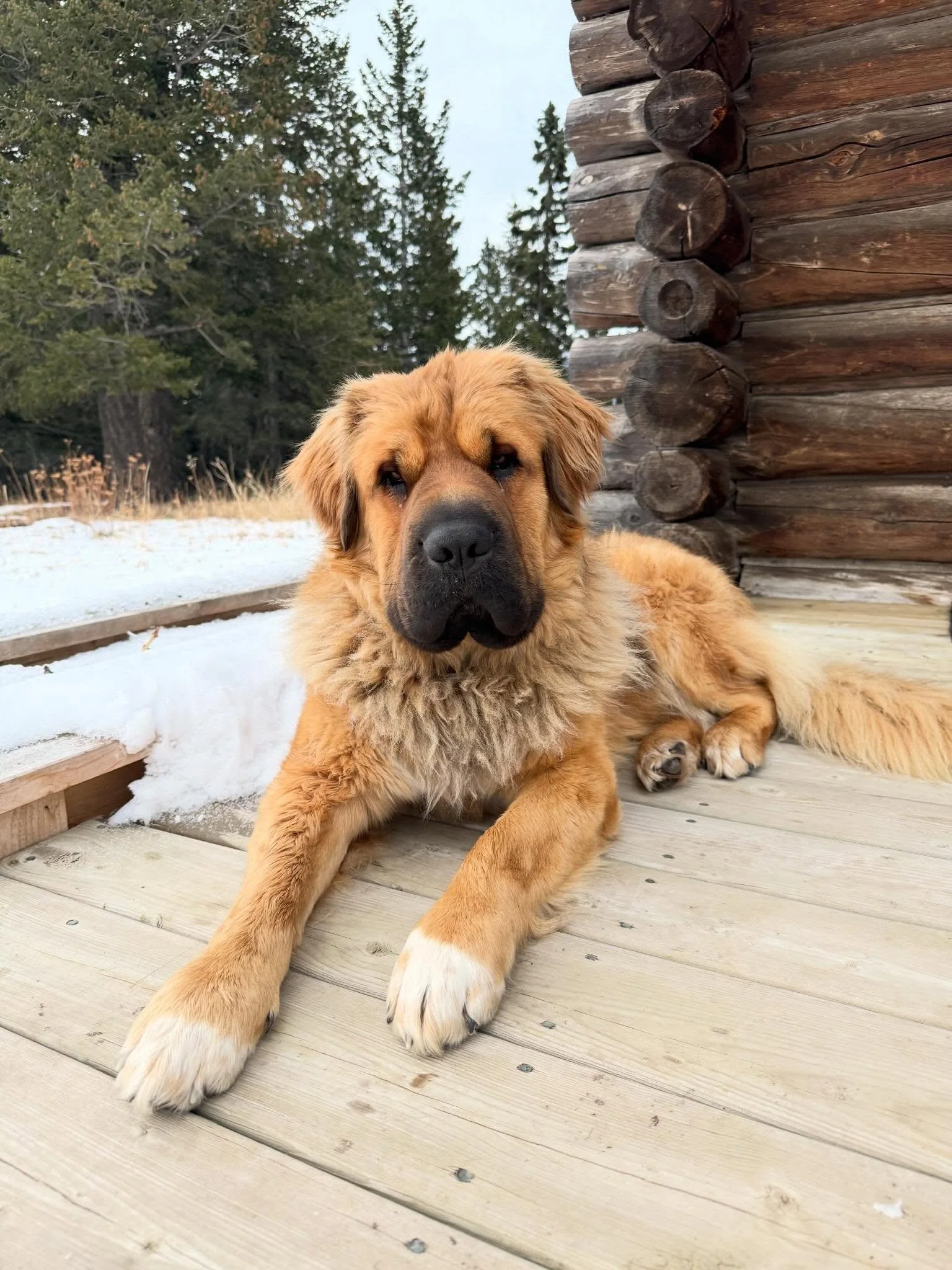 Nothing but Leo&rsquo;s perfect face to start your Wednesday. You&rsquo;re welcome! 

#leo #star6 #ranchdog #bowvalley