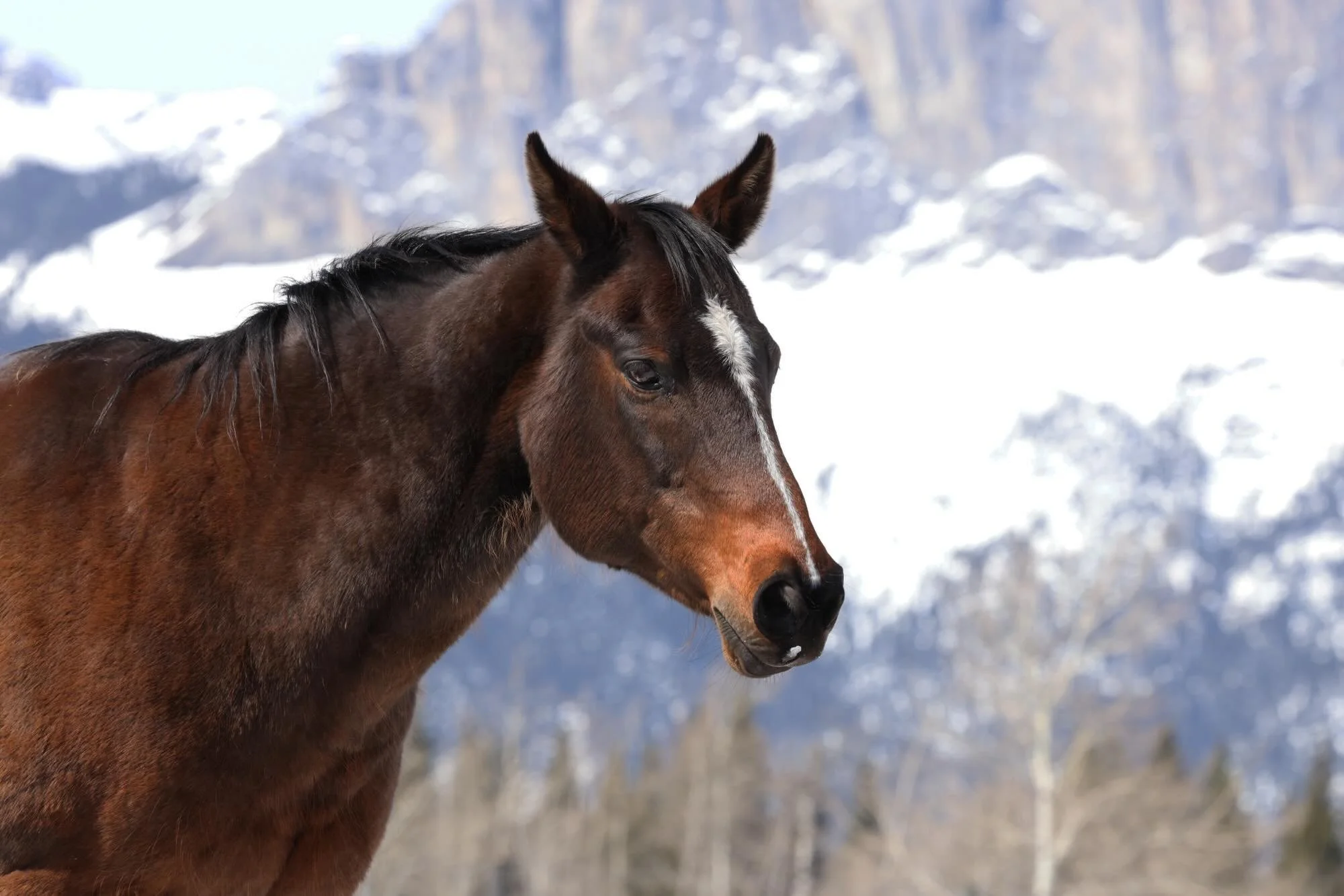 As teams vie for the chance to win the Stanley Cup, it feels like the right time to announce the arrival of Tiggy to the Star 6 Ranch, and to tell a little bit about her. 

Tiggy used to be Iggy, named for Jarome Iginla a great Captain of the Calgary