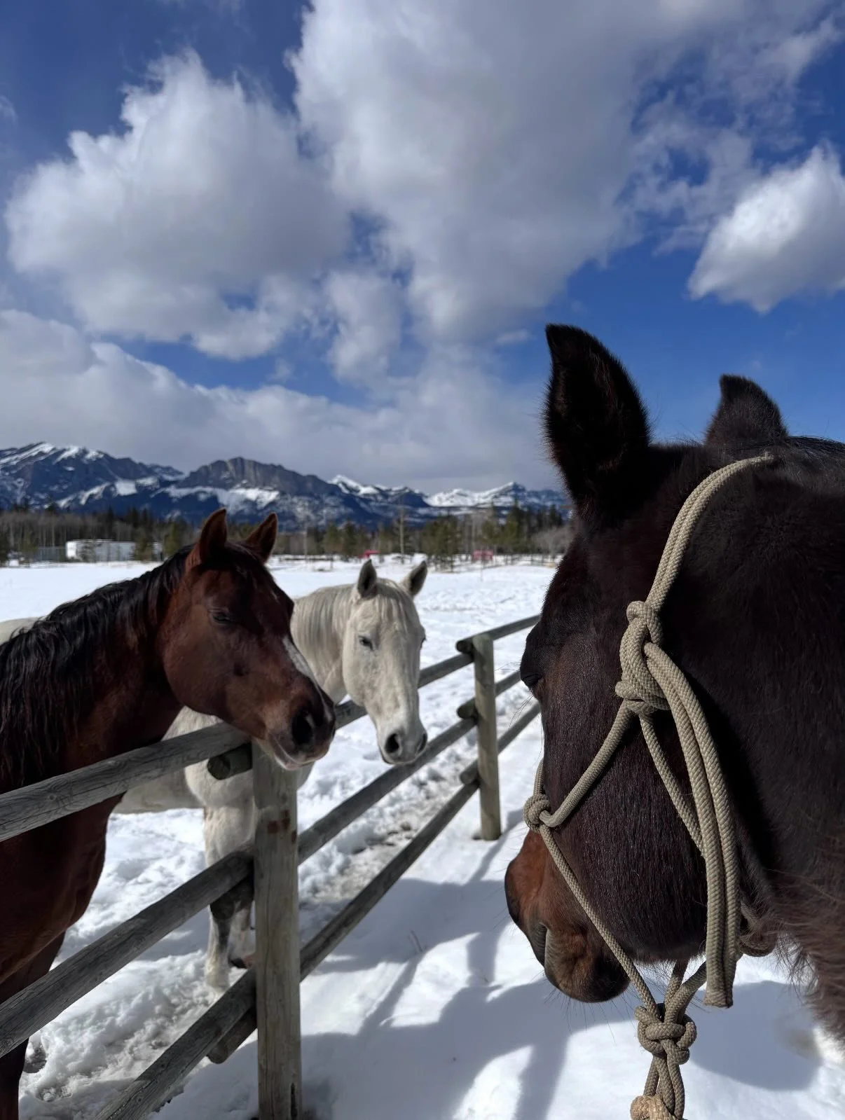 PART 3: Saying hello to her new friends at the Star 6 Ranch.

There was a special greeting between Tiggy and Echo who knew each other when they were just fillies at Echo Glenn Ranch years ago 🤎

#bowvalley #star6ranch #newhorse #ranchlife