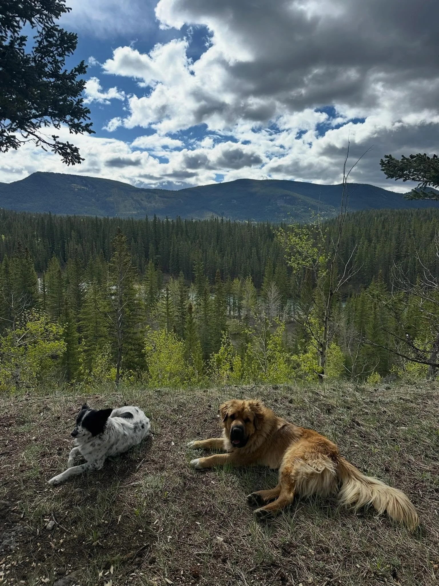 Our ranch security team taking their well deserved break&hellip; with a nice view might we add 😍😅😎 

#ranchlife #ranchpup #bowvalley #kananaskis #alberta