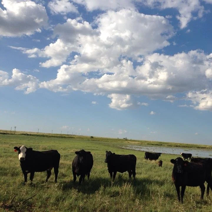 Frio Draw Farm High Quality Lamb & Goat GrassFed Beef Friona, TX