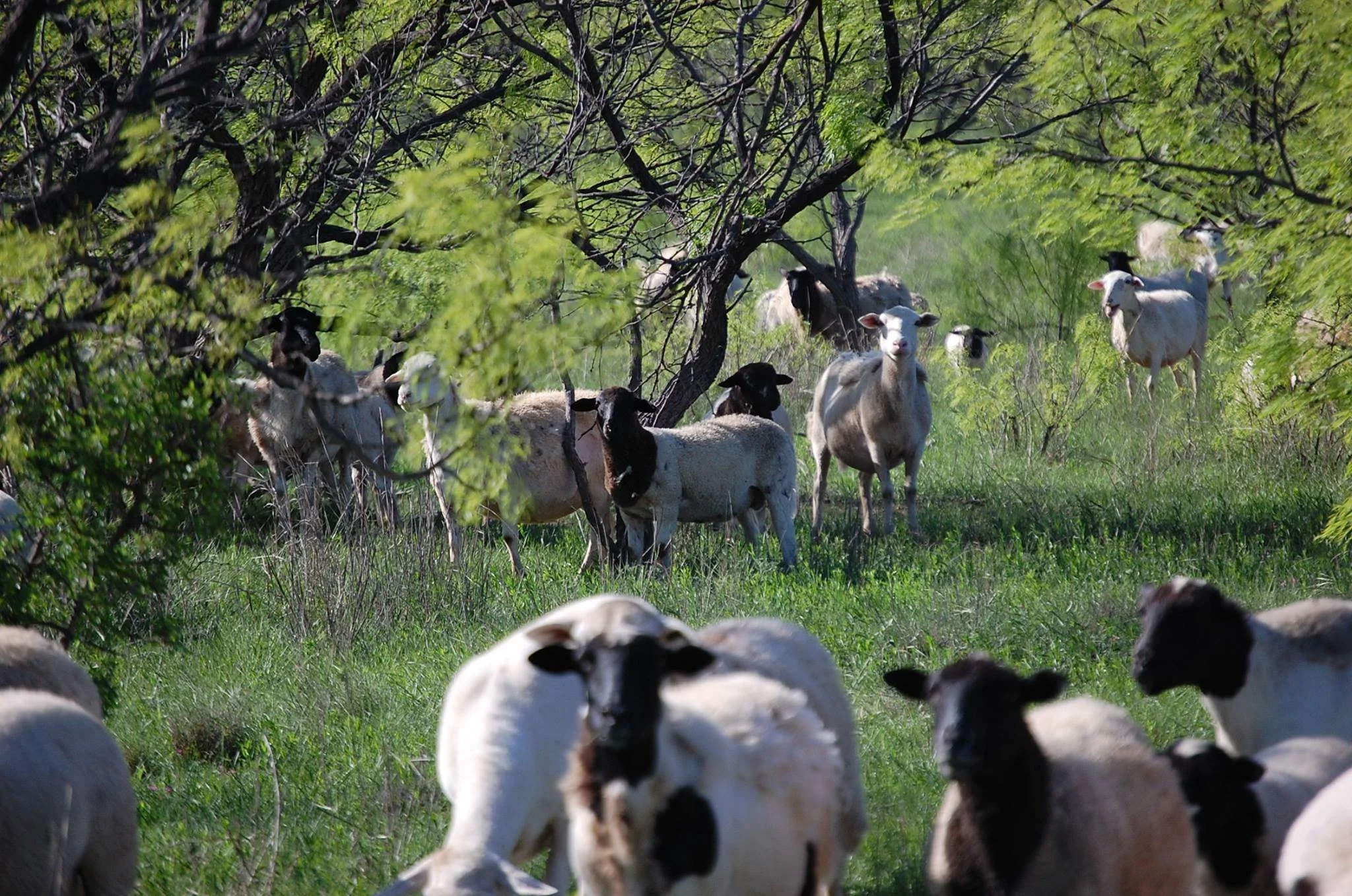 Frio Draw Farm High Quality Lamb & Goat GrassFed Beef Friona, TX