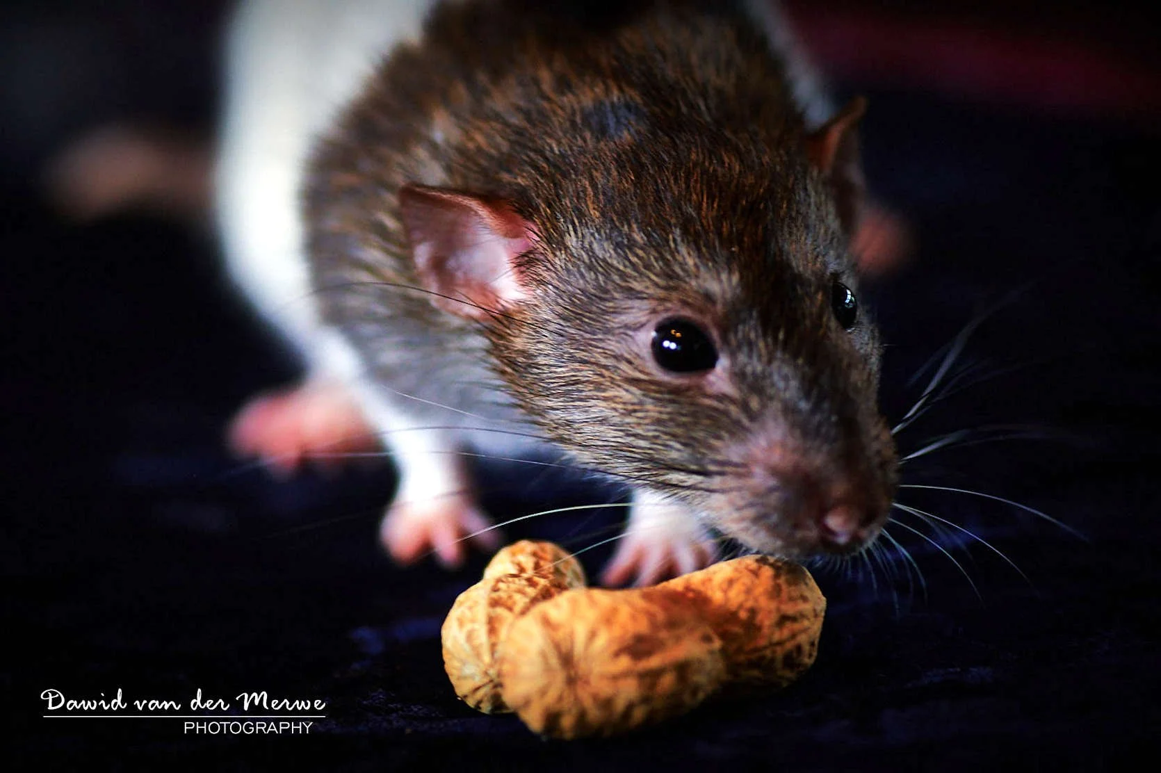 Is “dying with dignity advocacy” a very hard nut to crack?