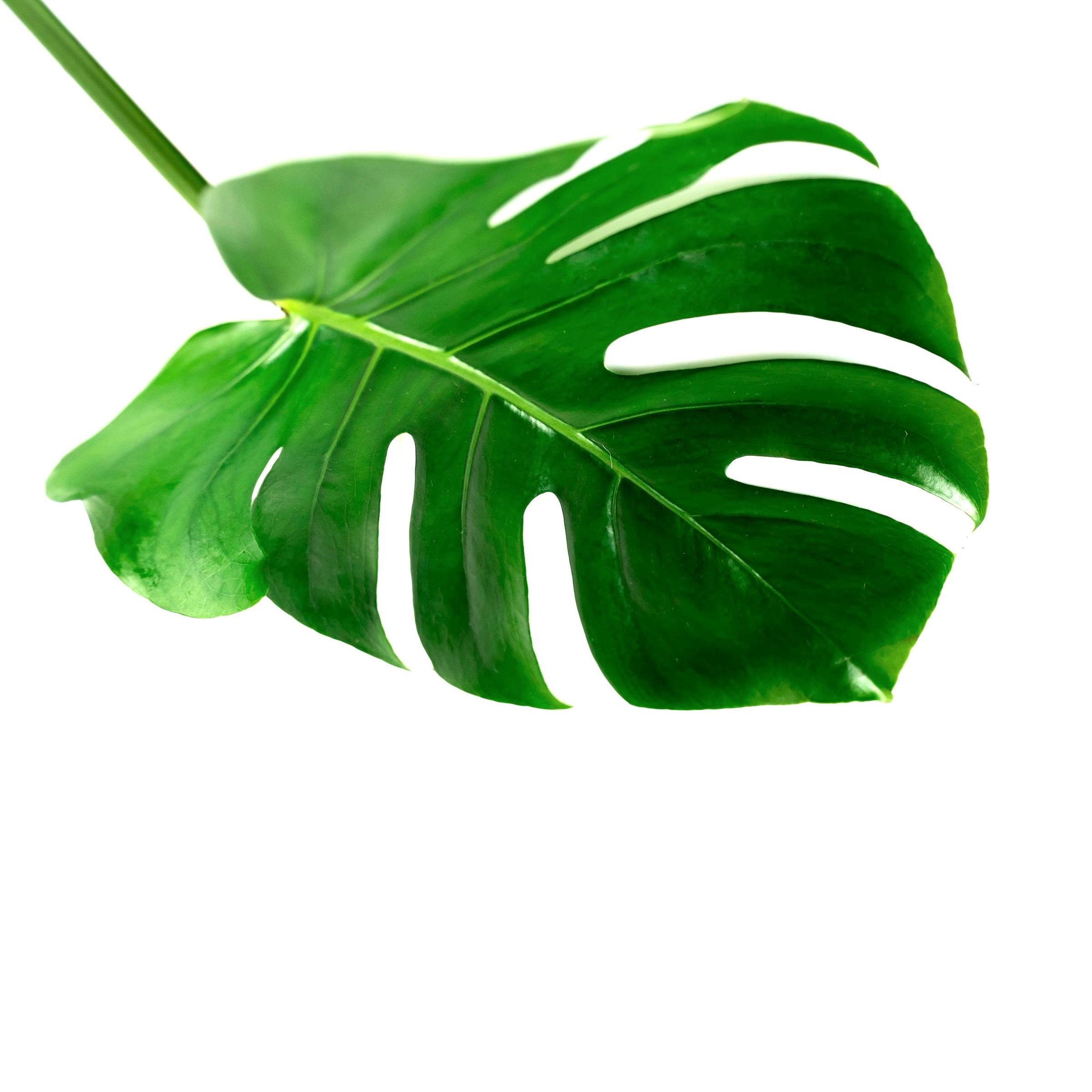 A green monstera leaf with multiple slits, isolated on a white background.