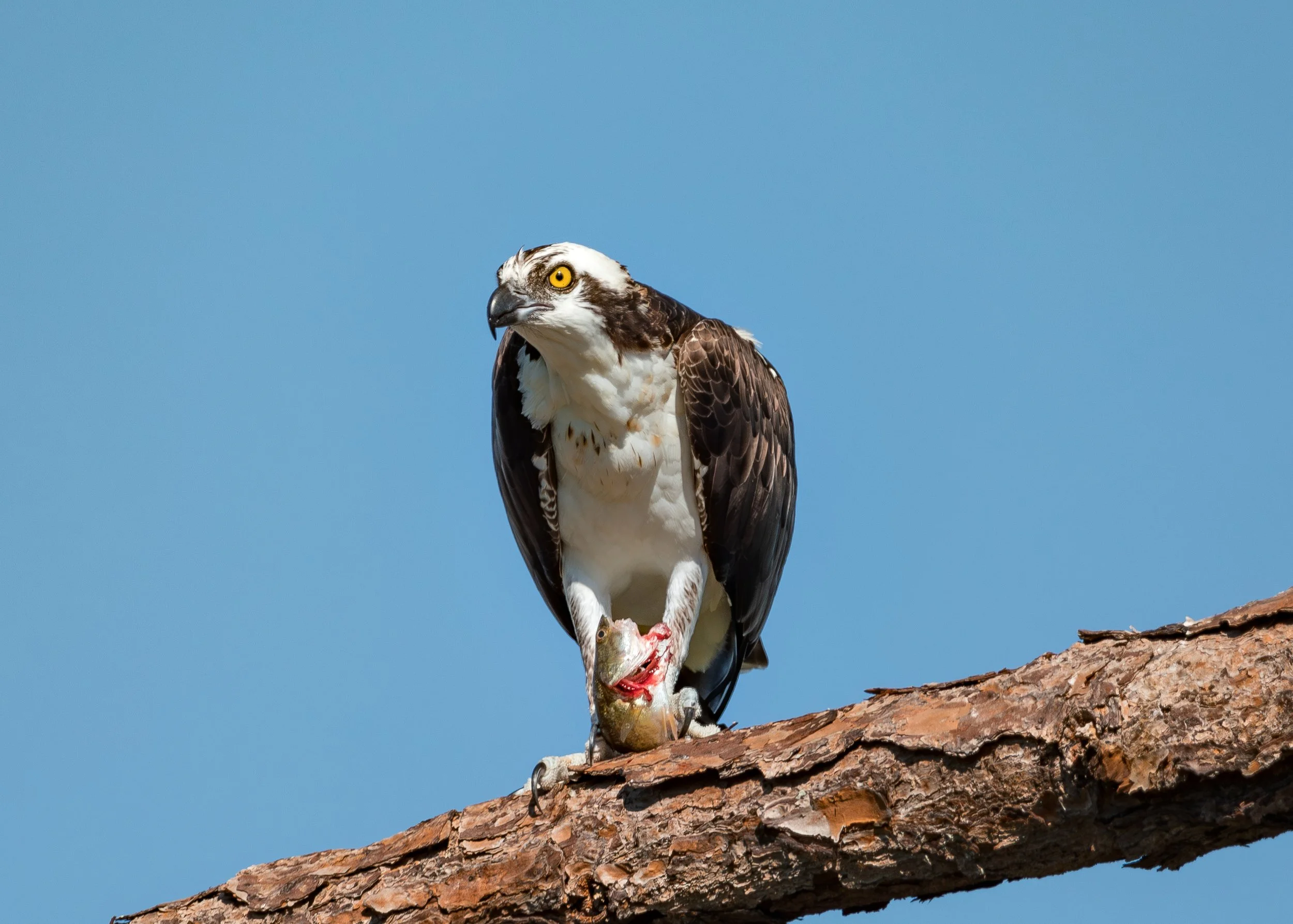 Bird 8.jpg