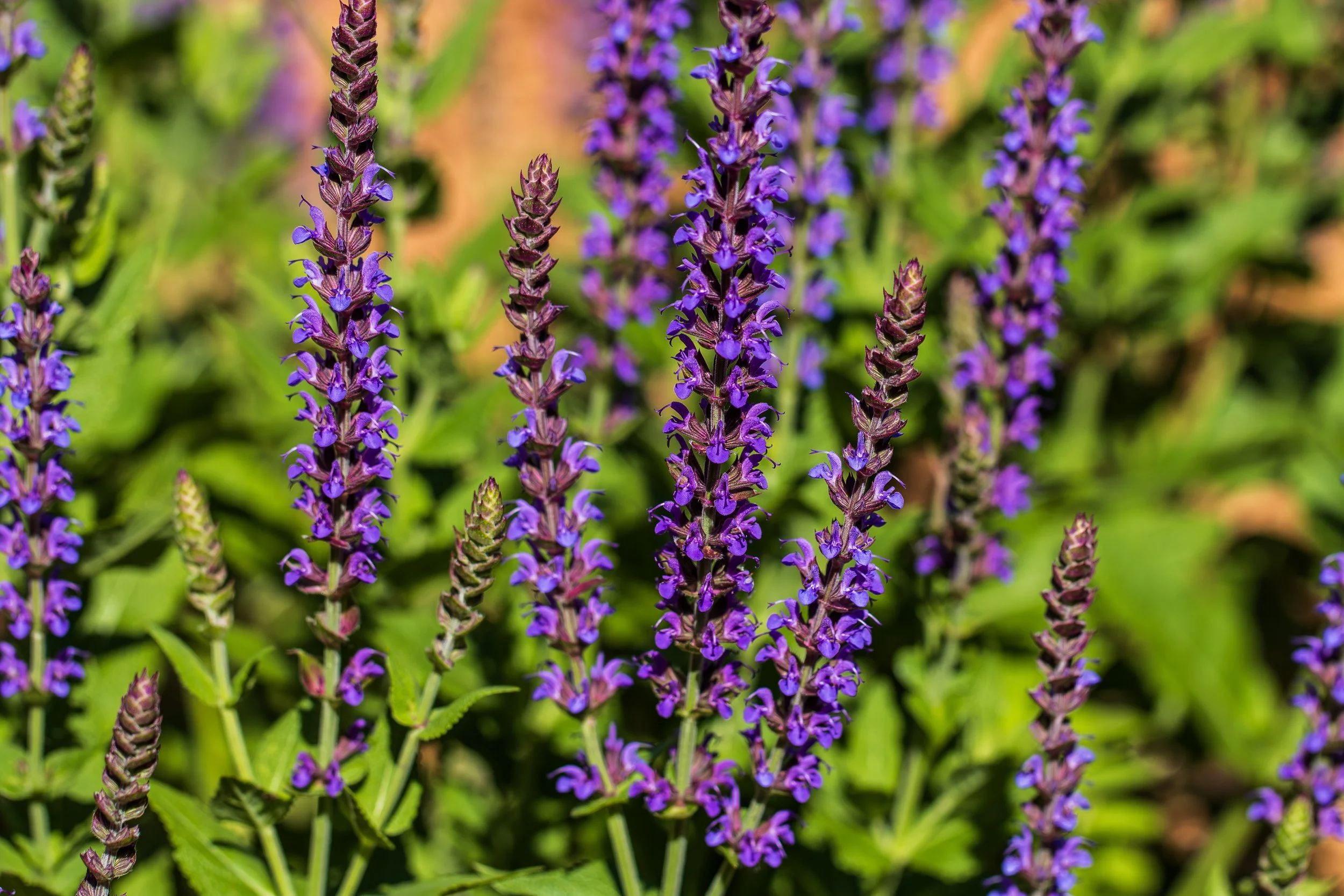 Purple stalks.jpg