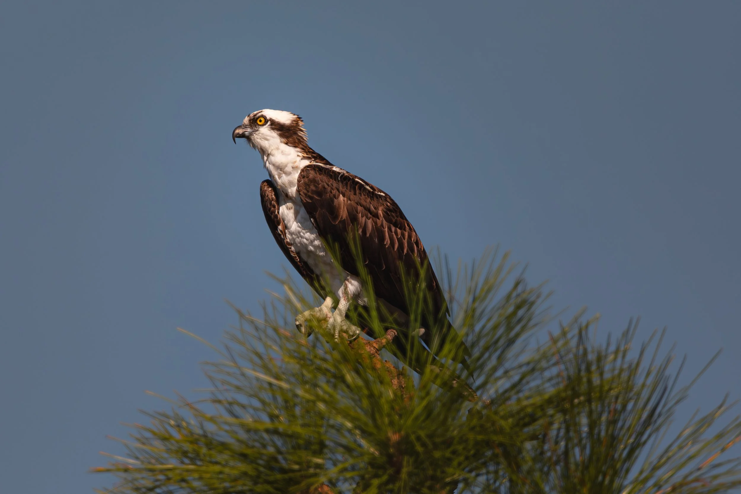 Bird 2.jpg
