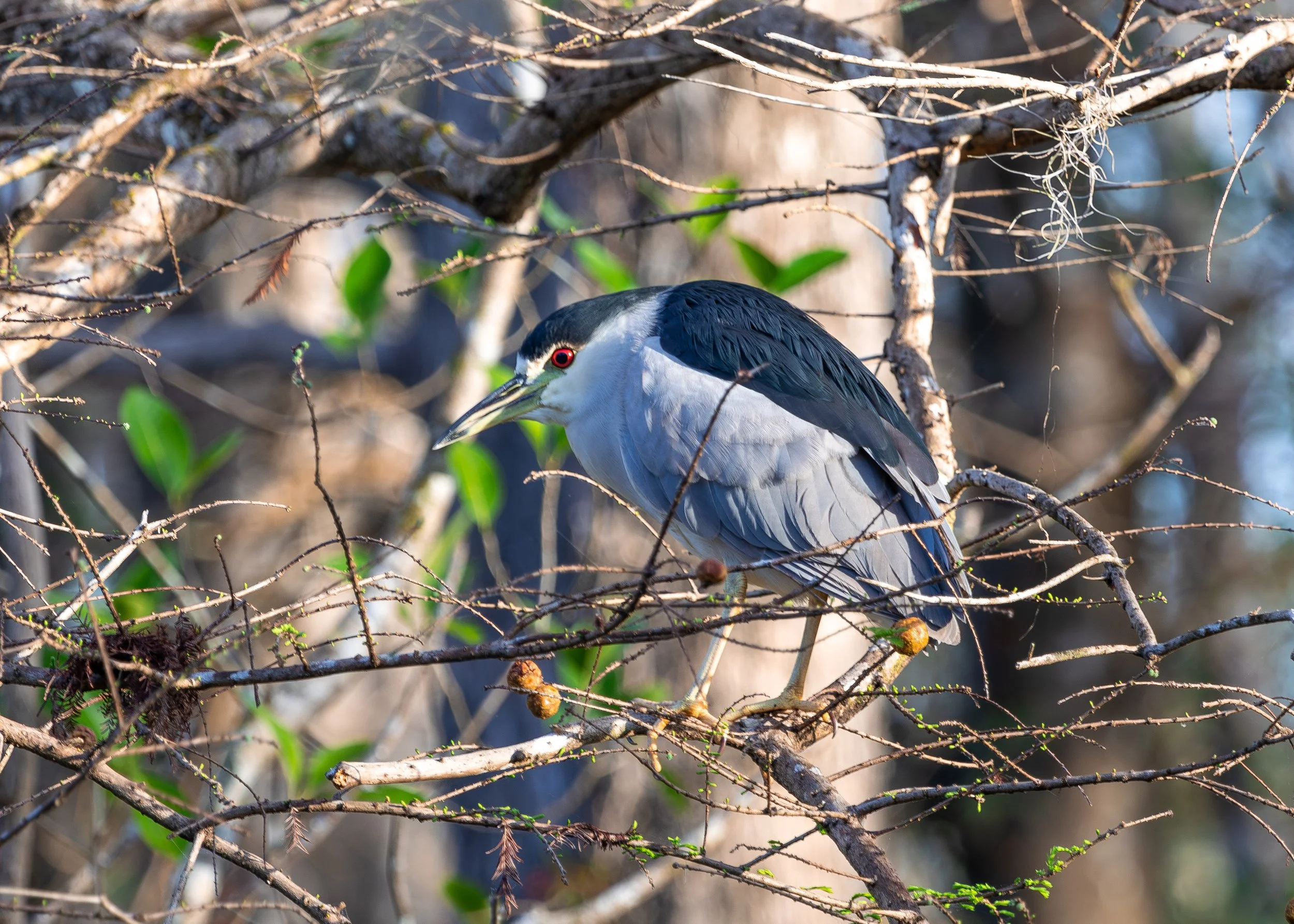 Bird 28.jpg